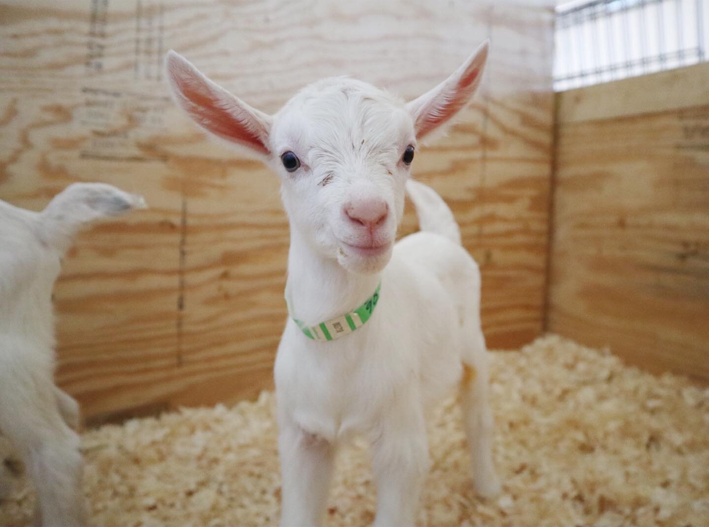 Meet Muffin! 
As per the #ADGA all goats born in 2020 get an ID beginning with &ldquo;M&rdquo;. Hence a year of M names.. 🥰