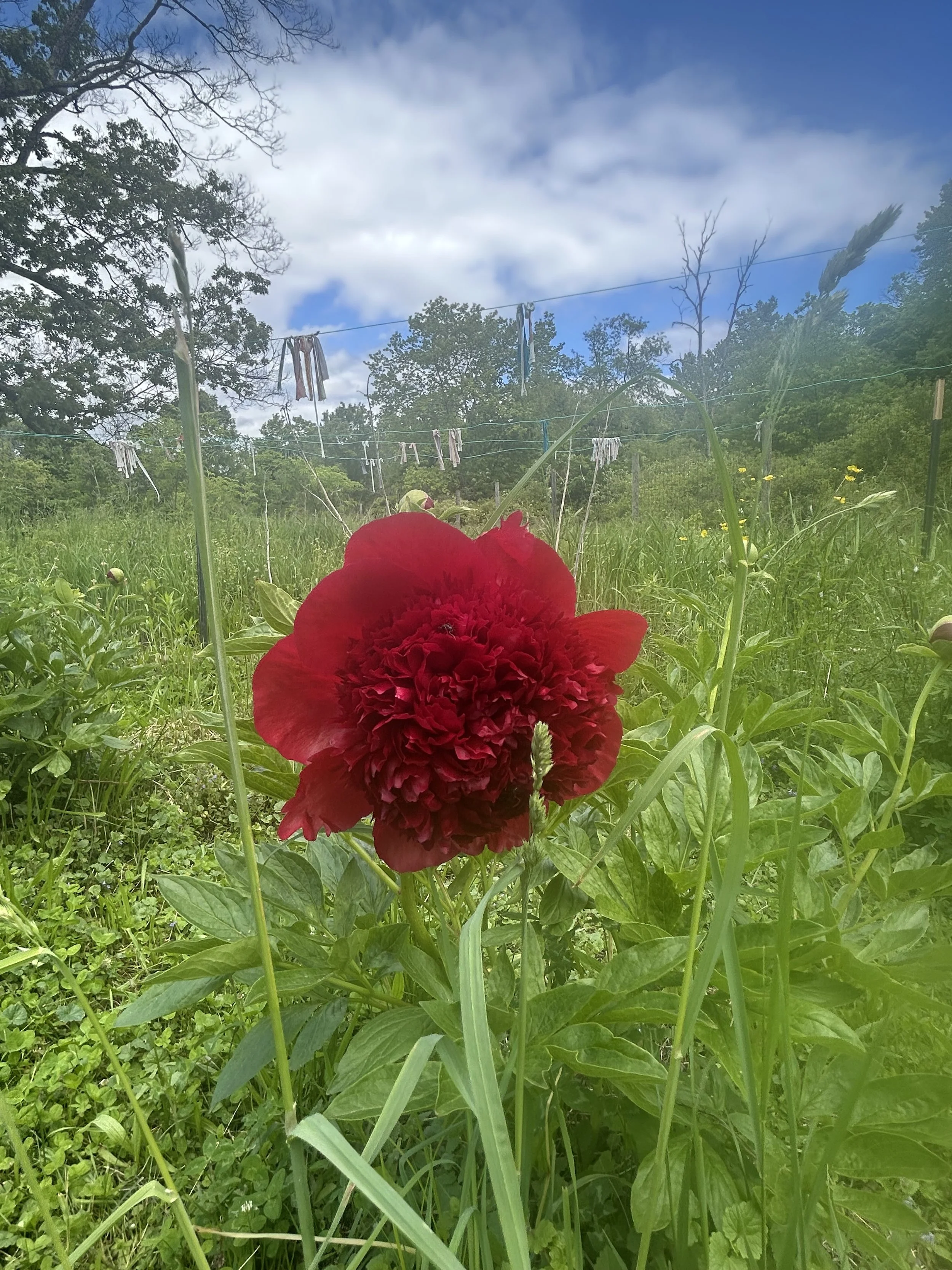 Pictures &amp; Appeal!