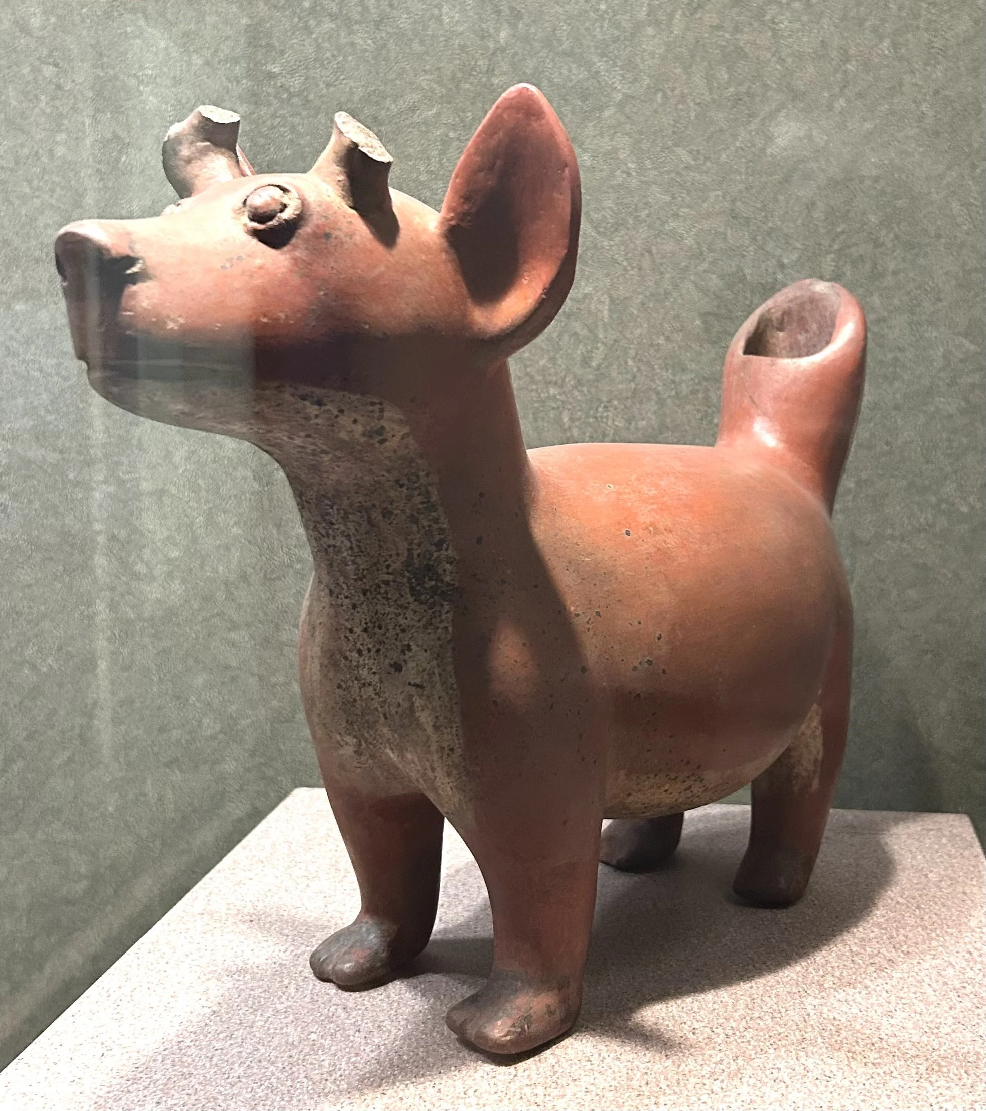 Pre Columbian dog in Museo Antropología