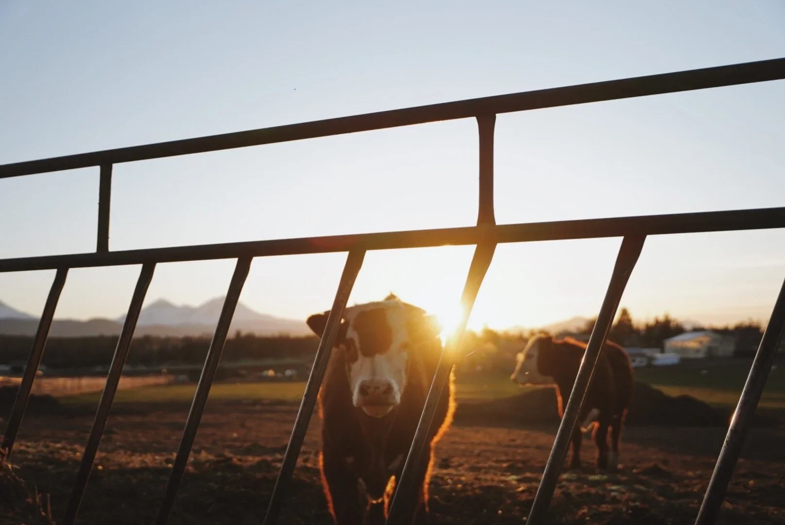 Meet Our Farmers: Pioneer Ranch 