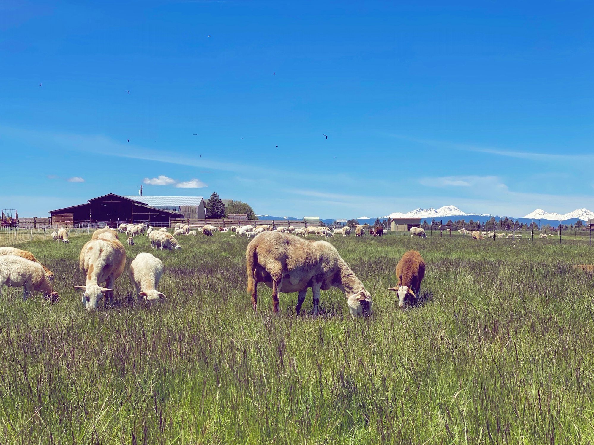 Meet our farmers: North 44