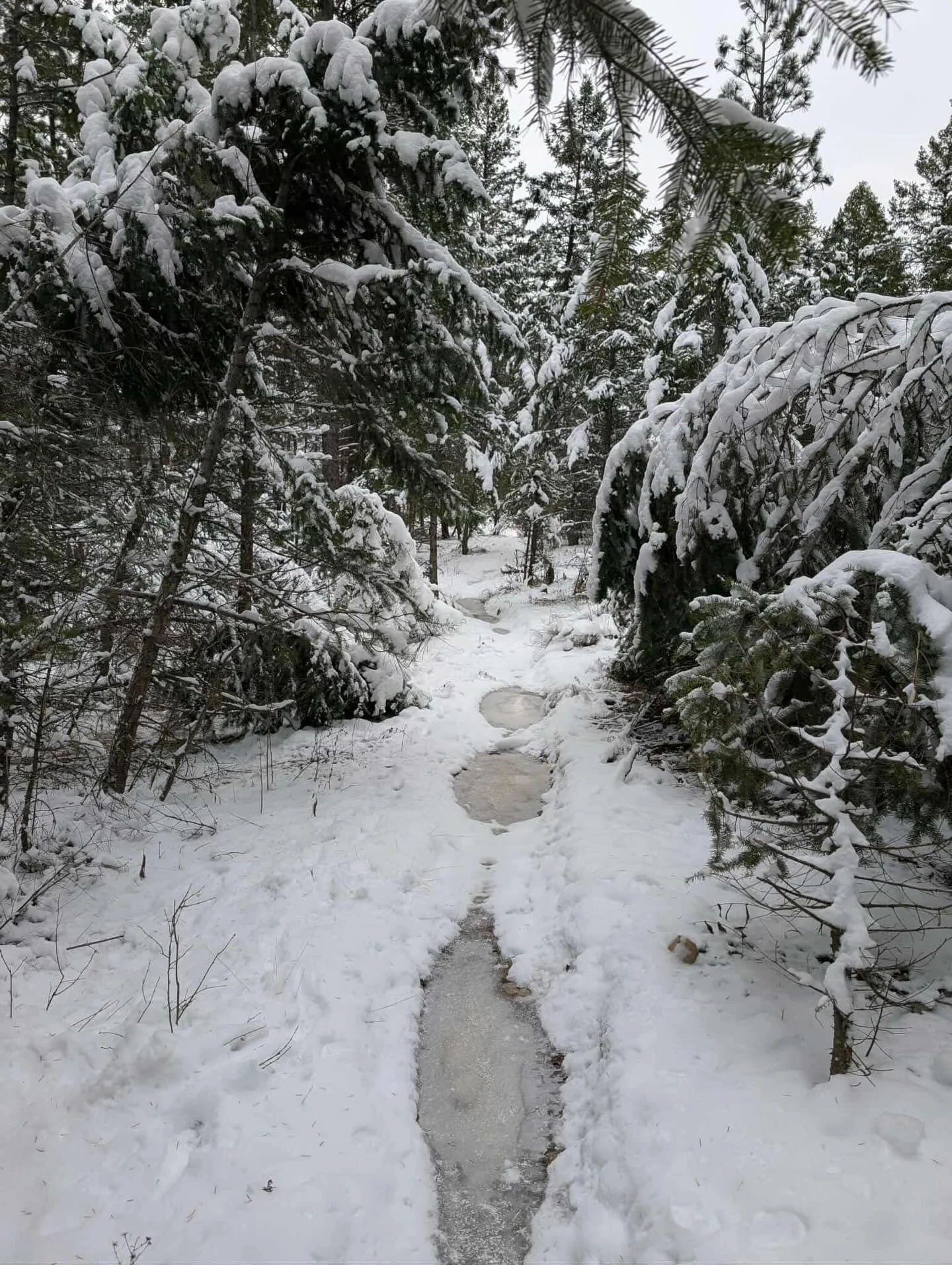 It&rsquo;s definitely a wintery scene down at Dorr-Grasmere Motorized Trail Network aka Koocanusa.

After heavy rains turned to snow we went down to assess damage &amp; cleared a bunch of broken trees. Deep puddles frozen &amp; then snow covered. It 