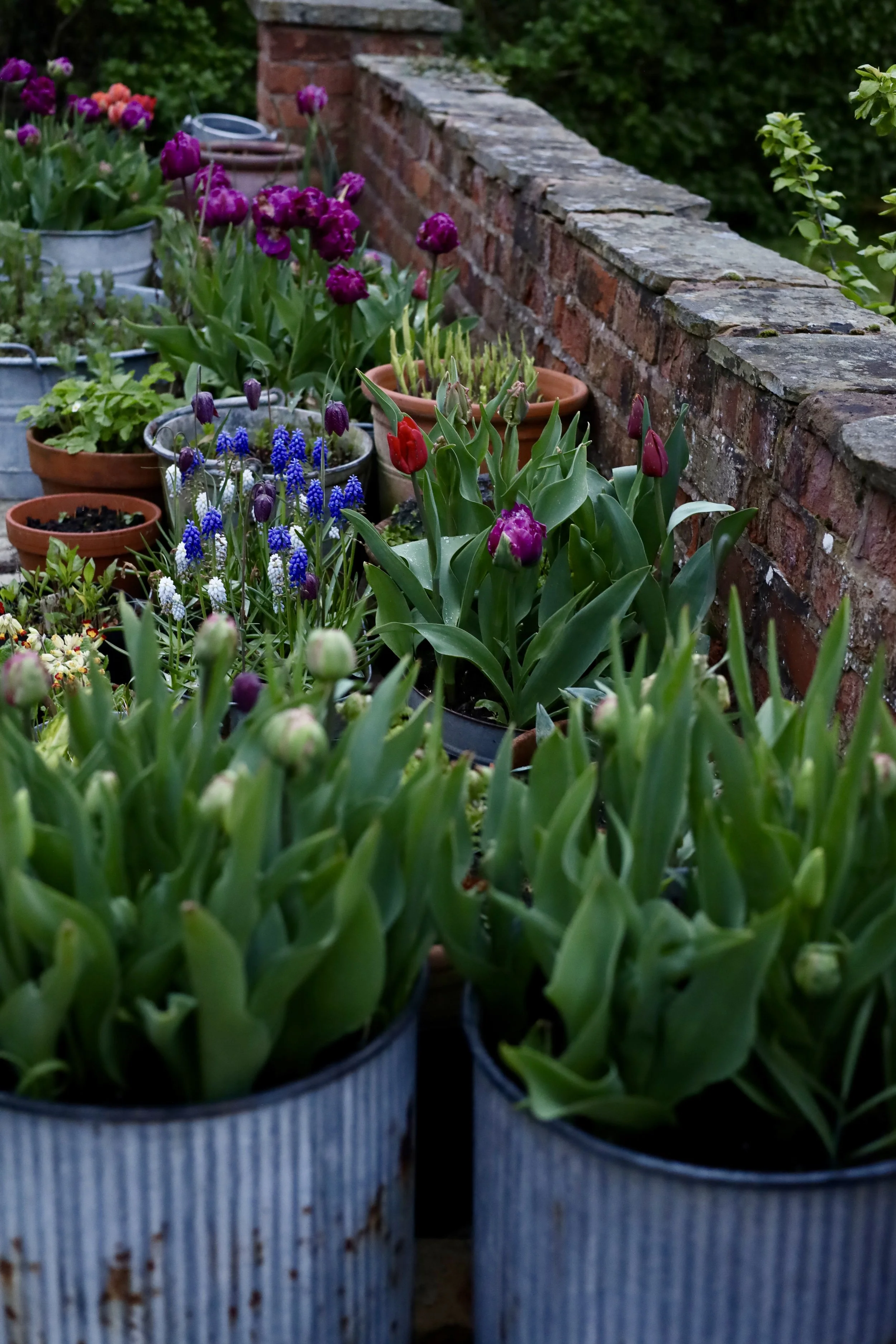 Garden with colorful tulips, grape hyacinths, and other flowers in pots lined up against a brick wall, with lush green foliage in the background.