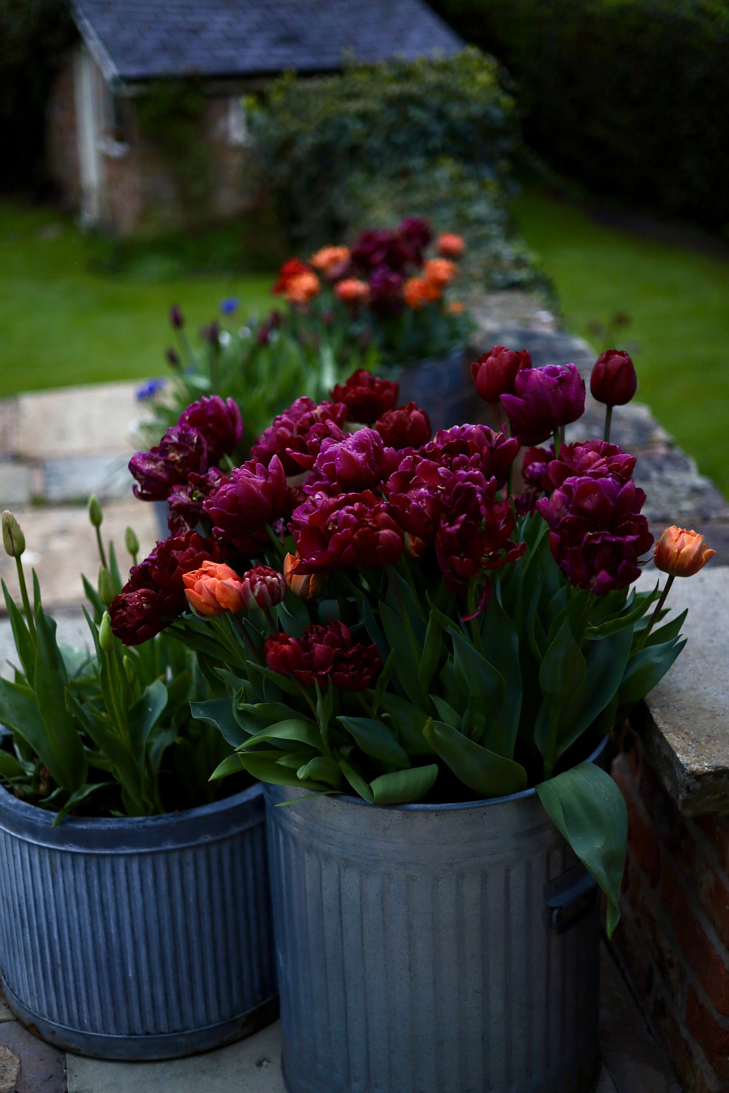 A large potted plant with purple and orange tulips in a gray container, placed on a stone surface outdoors, with a red-brick building and a green lawn in the background.
