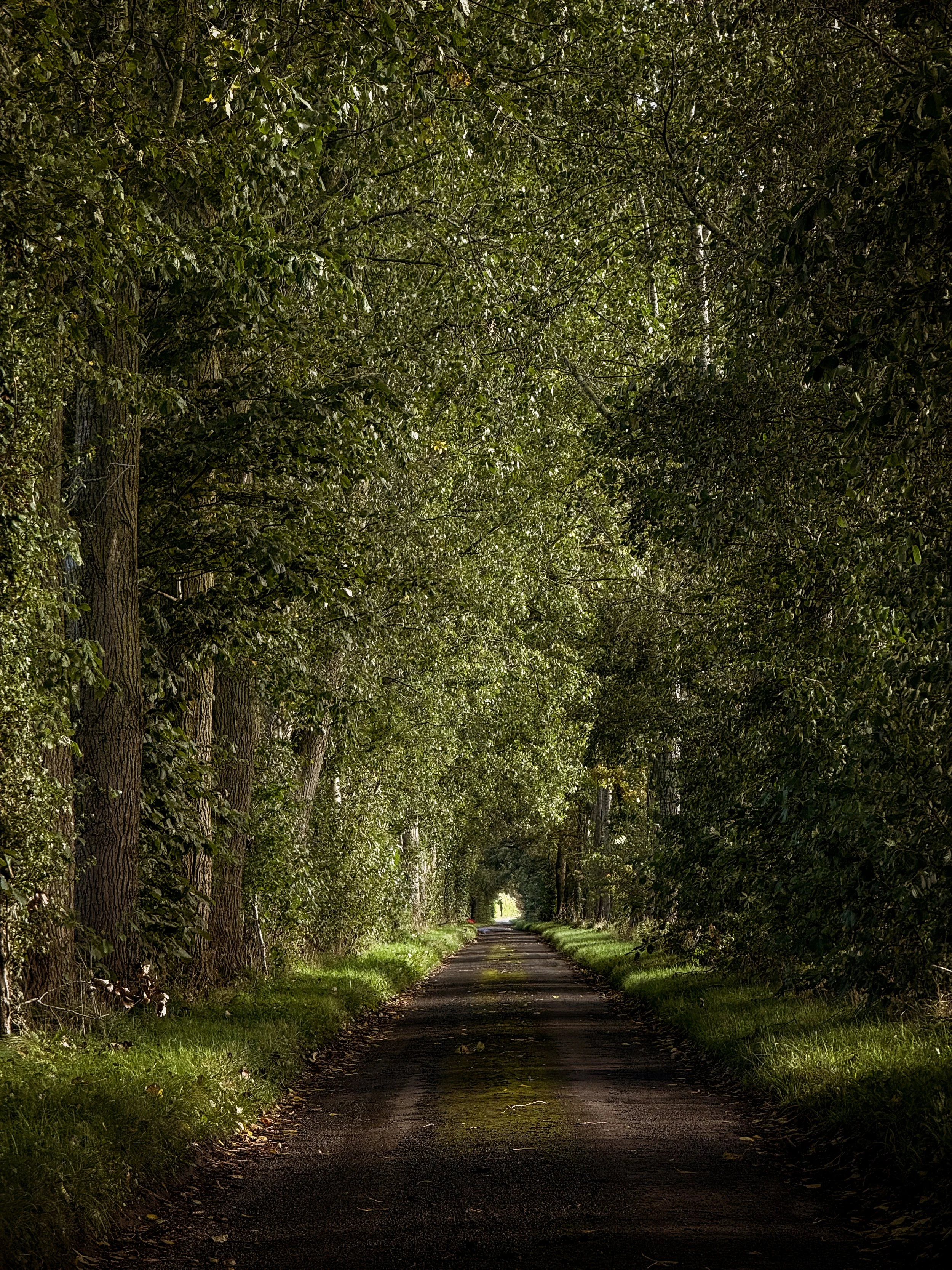 A dirt path through a dense, green forest with overhanging tree branches creating a tunnel-like effect.