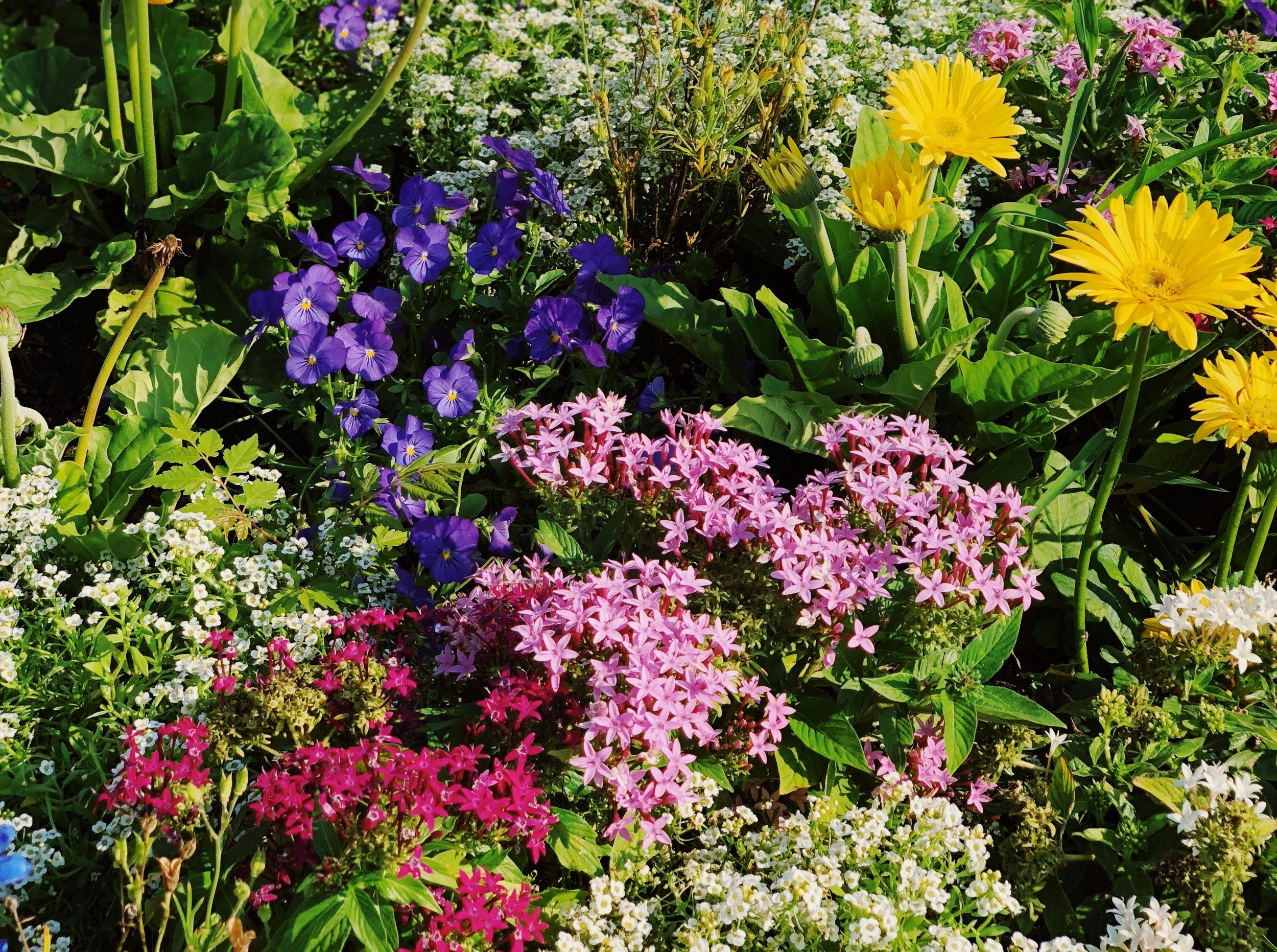 Practical Tips for Designing Your Garden