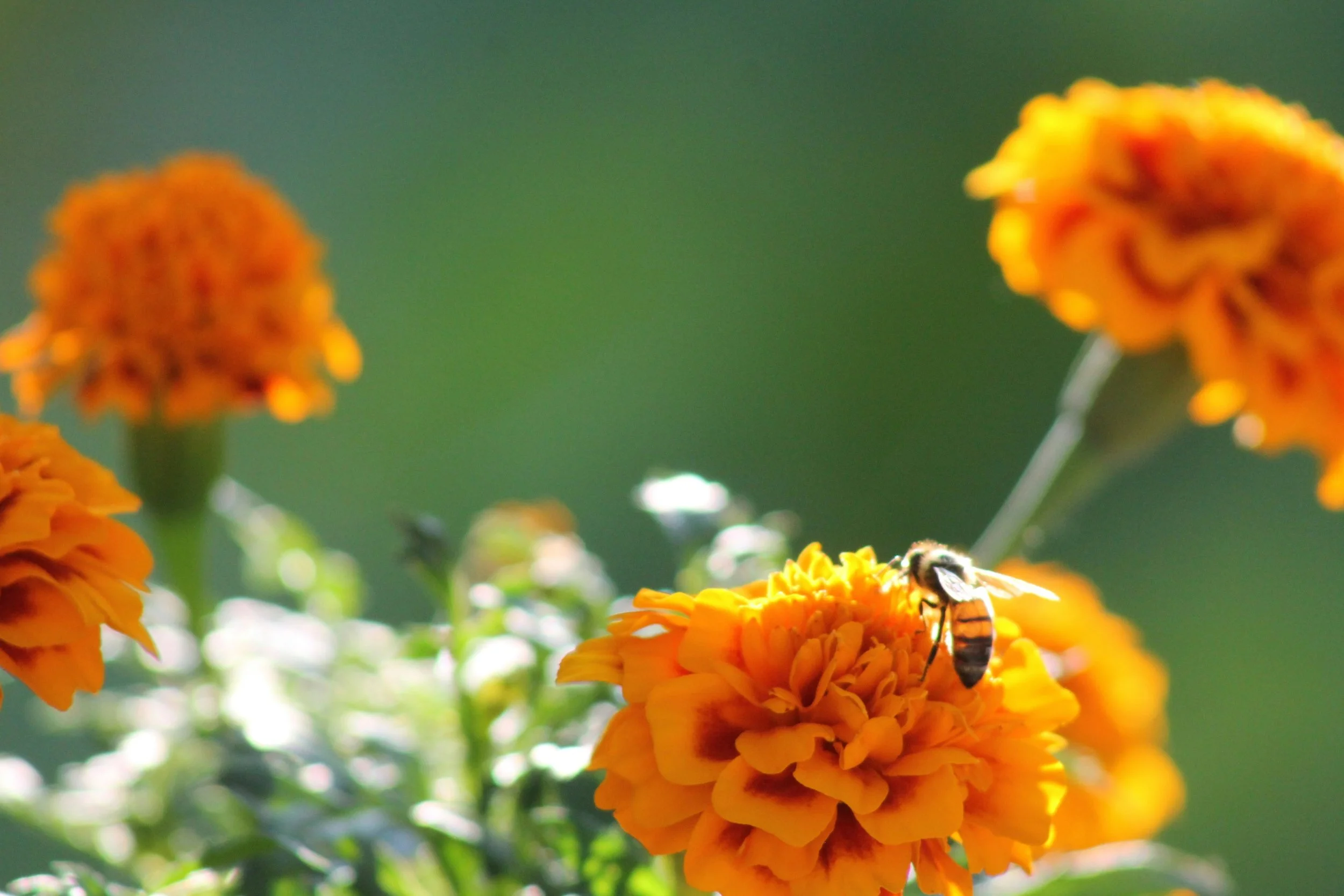 What to Know When Designing a Pollinator Garden
