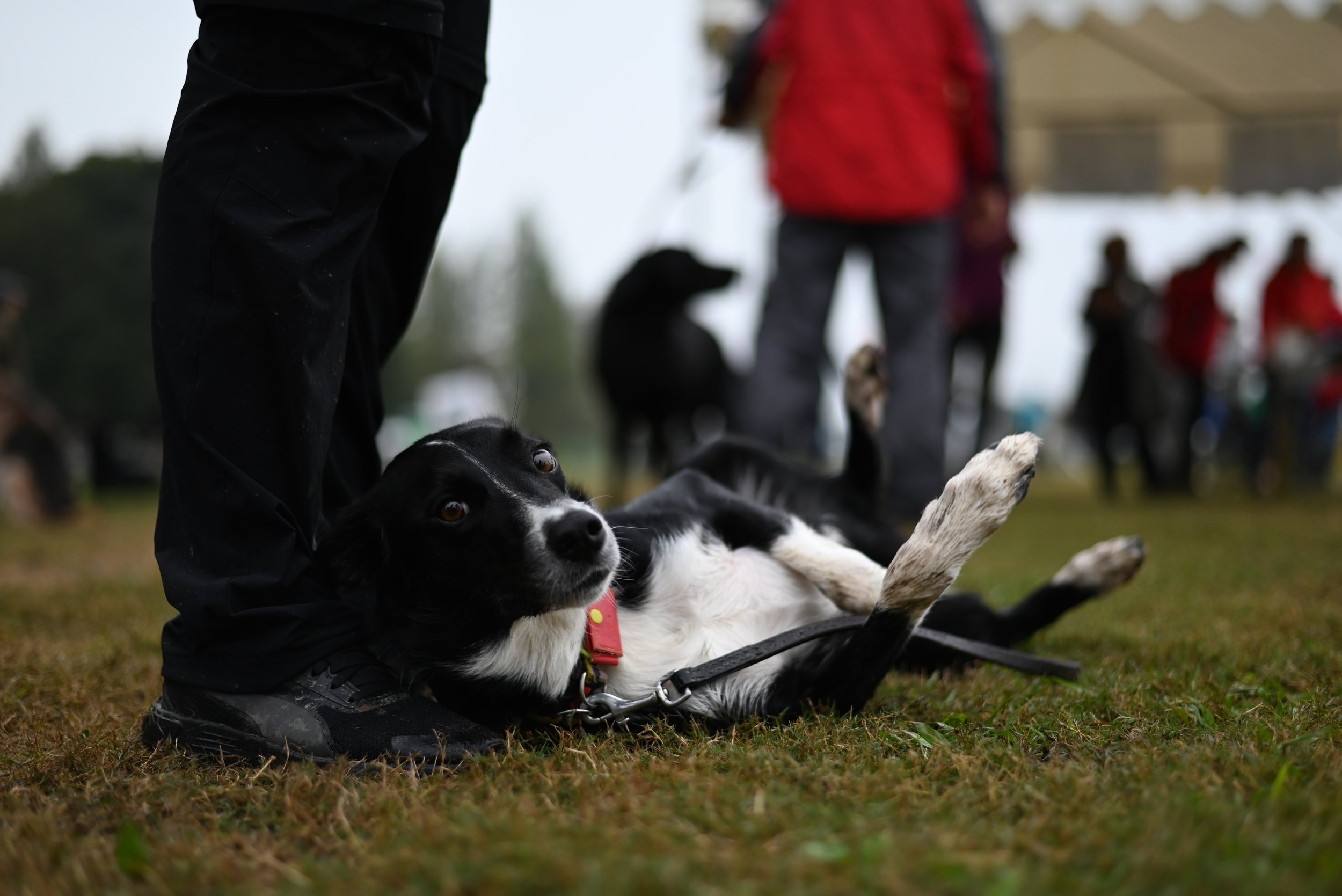 Theo, my friend Yuki’s border collie. He was born in New Zealand and Yuki is training him to be a national champion. He competed in a muddy field in the rain and came in first place in obedience.