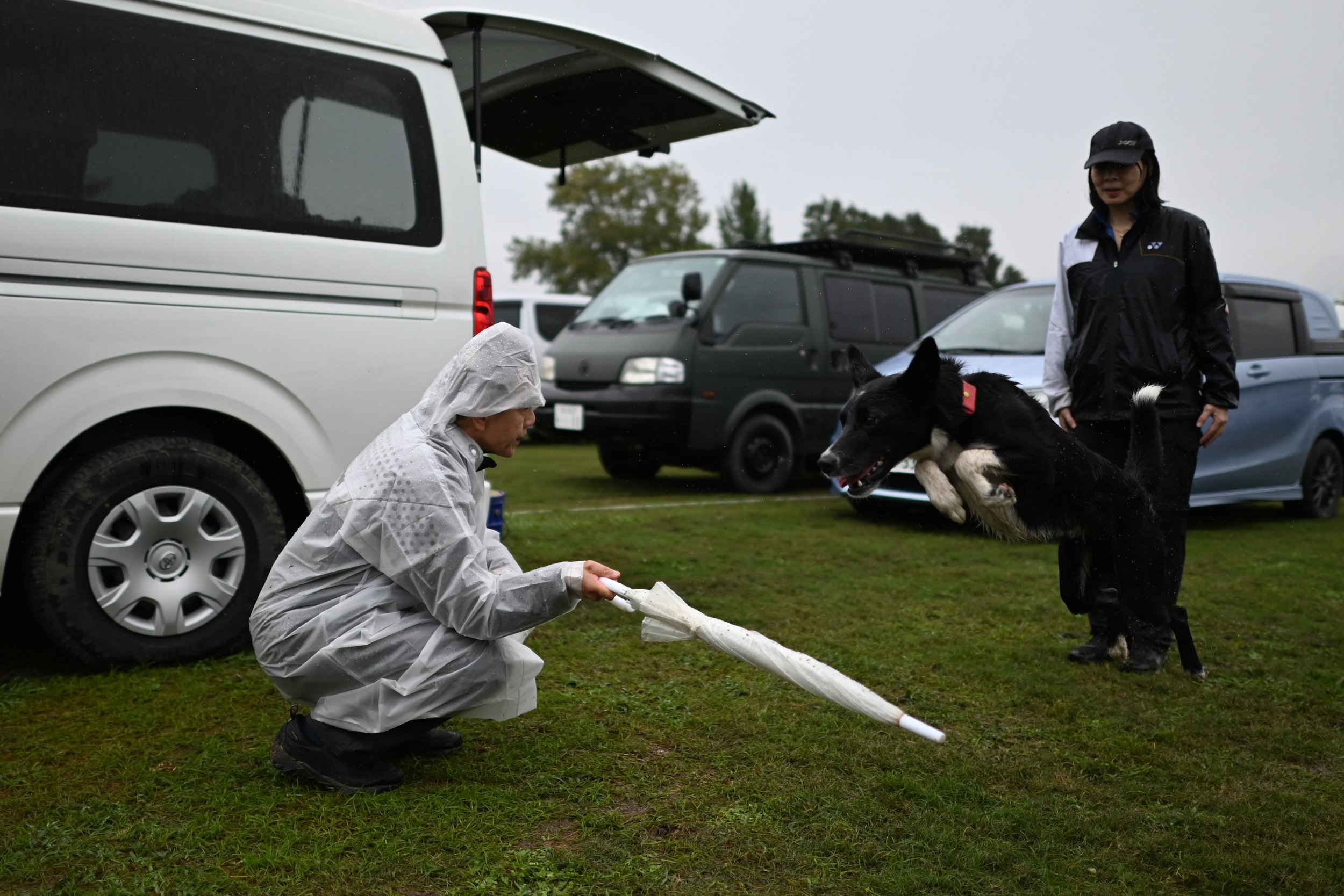My dad, Danny, helping Theo and Yuki practice for the obedience competition.
