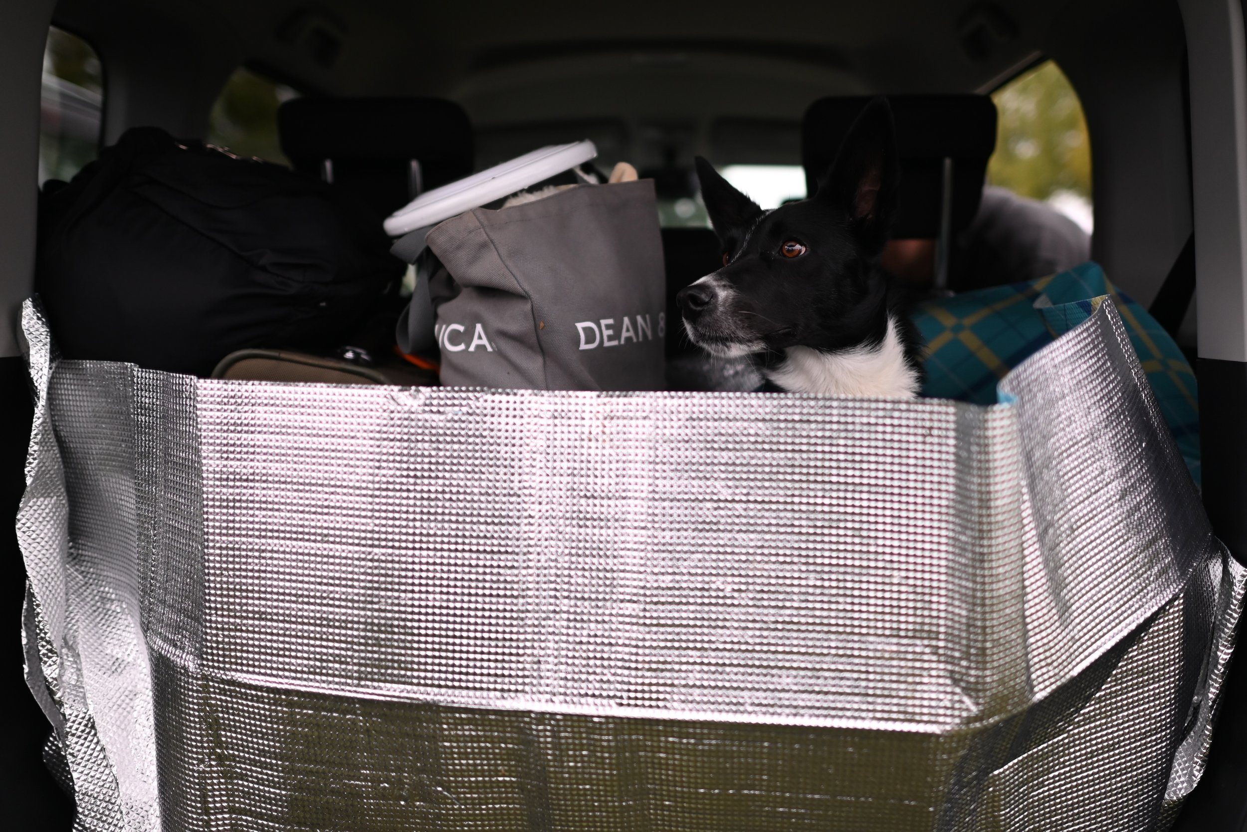 Border collie Theo getting packed for a road trip to Hakone.