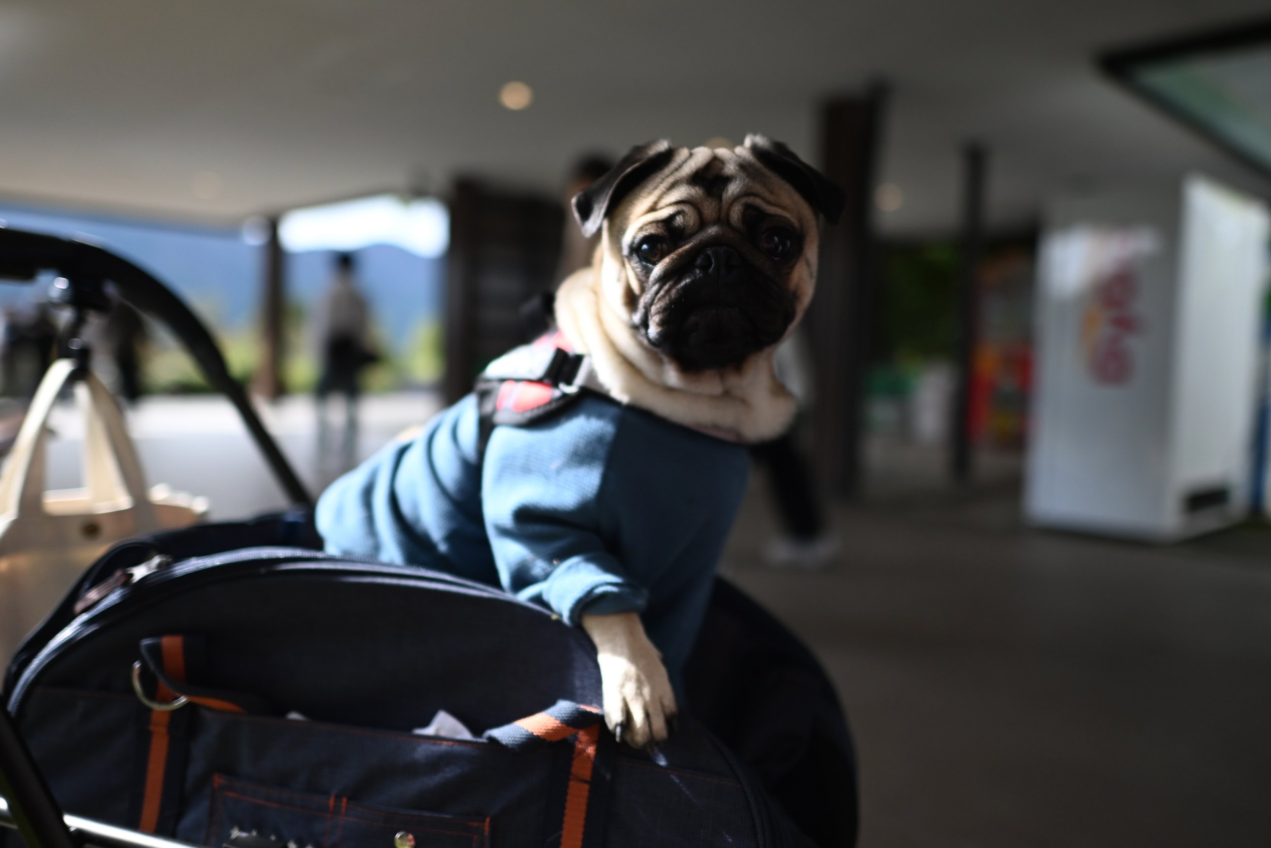 Bob, the pug. His parents brought him on the gondola to Mt Komagatake in a stroller.