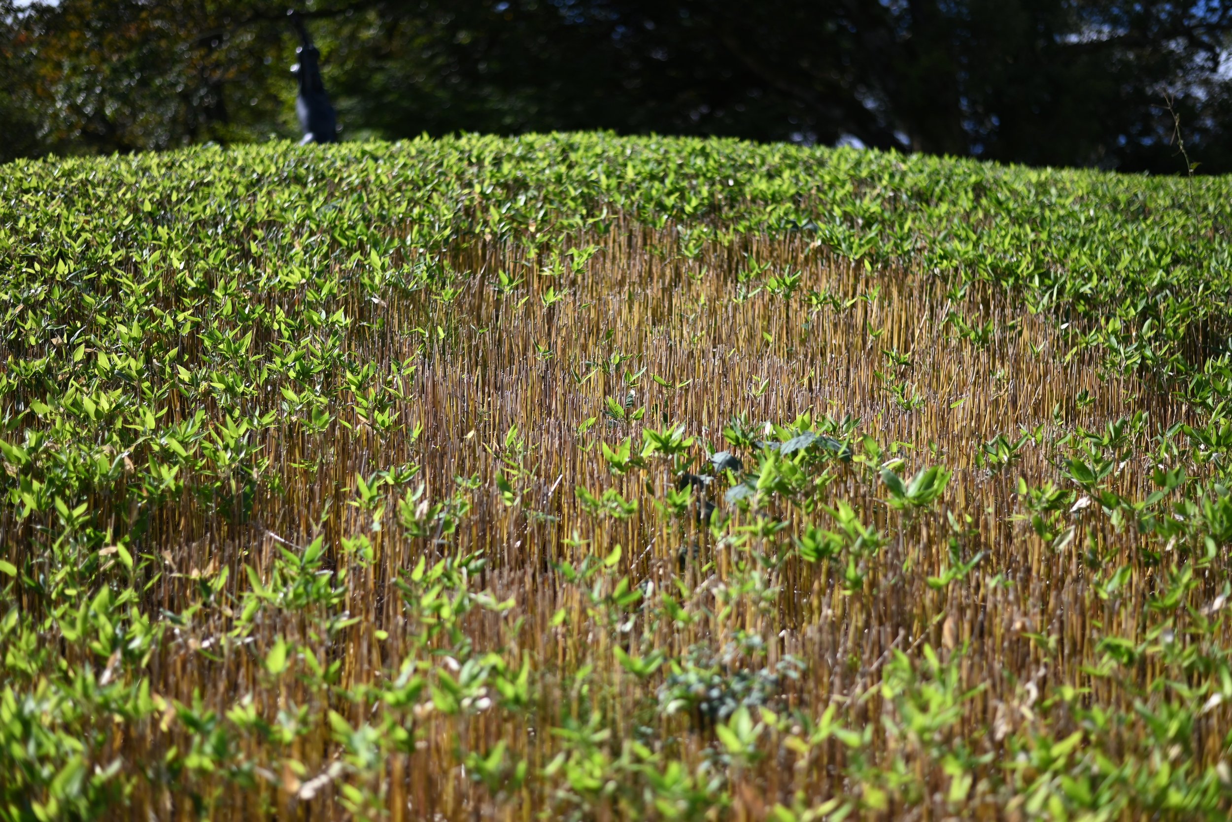 A field in the Hakone Open Air Museum.