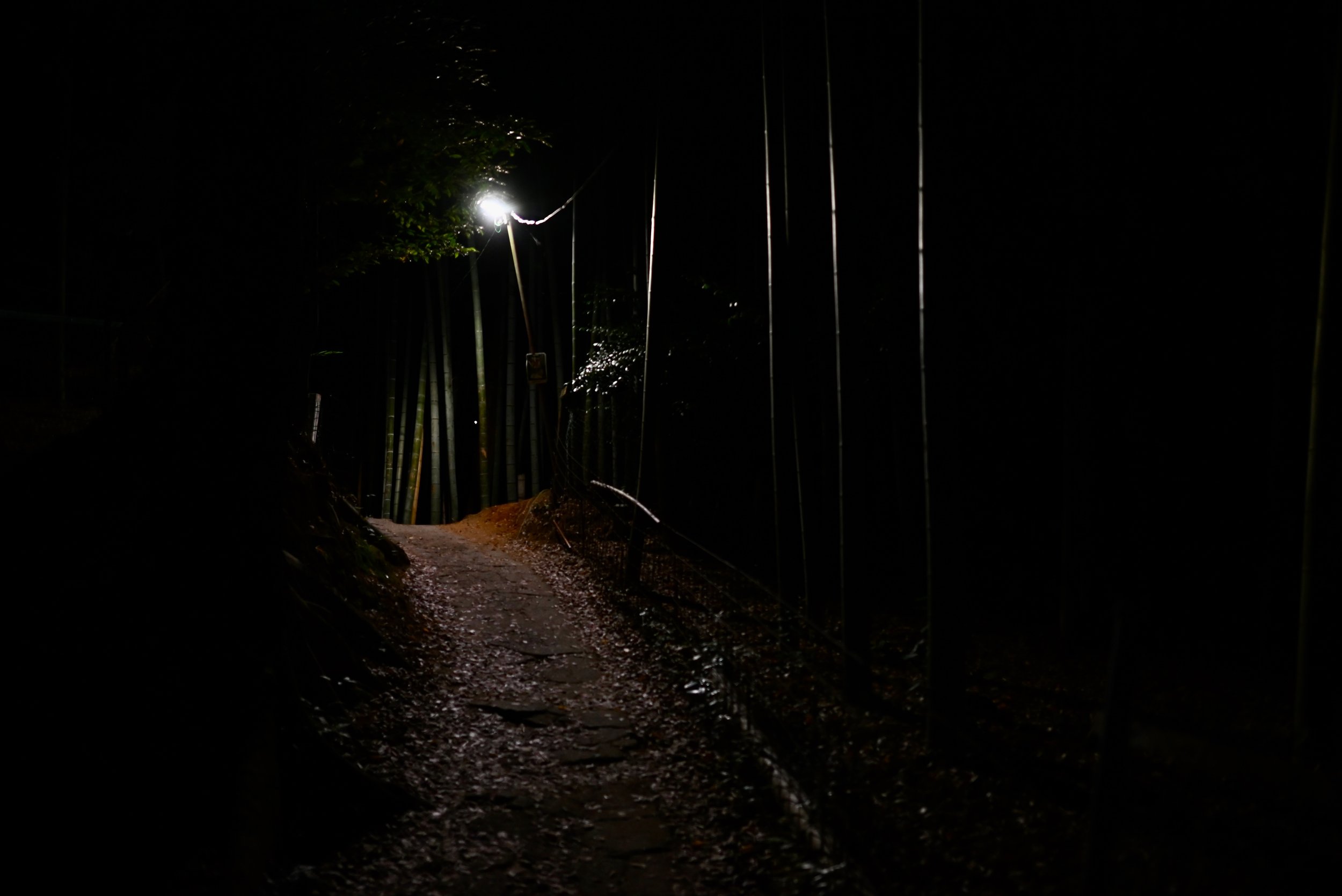The bamboo forest in Kyoto at night.