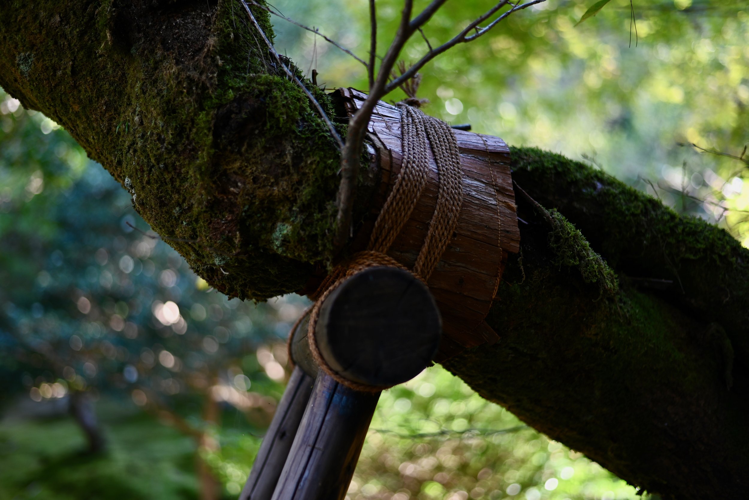 A support, which allows tree growth to extend far beyond the base. Branches are protected from rope marks by wood covers wrapped around the girth of the branch.