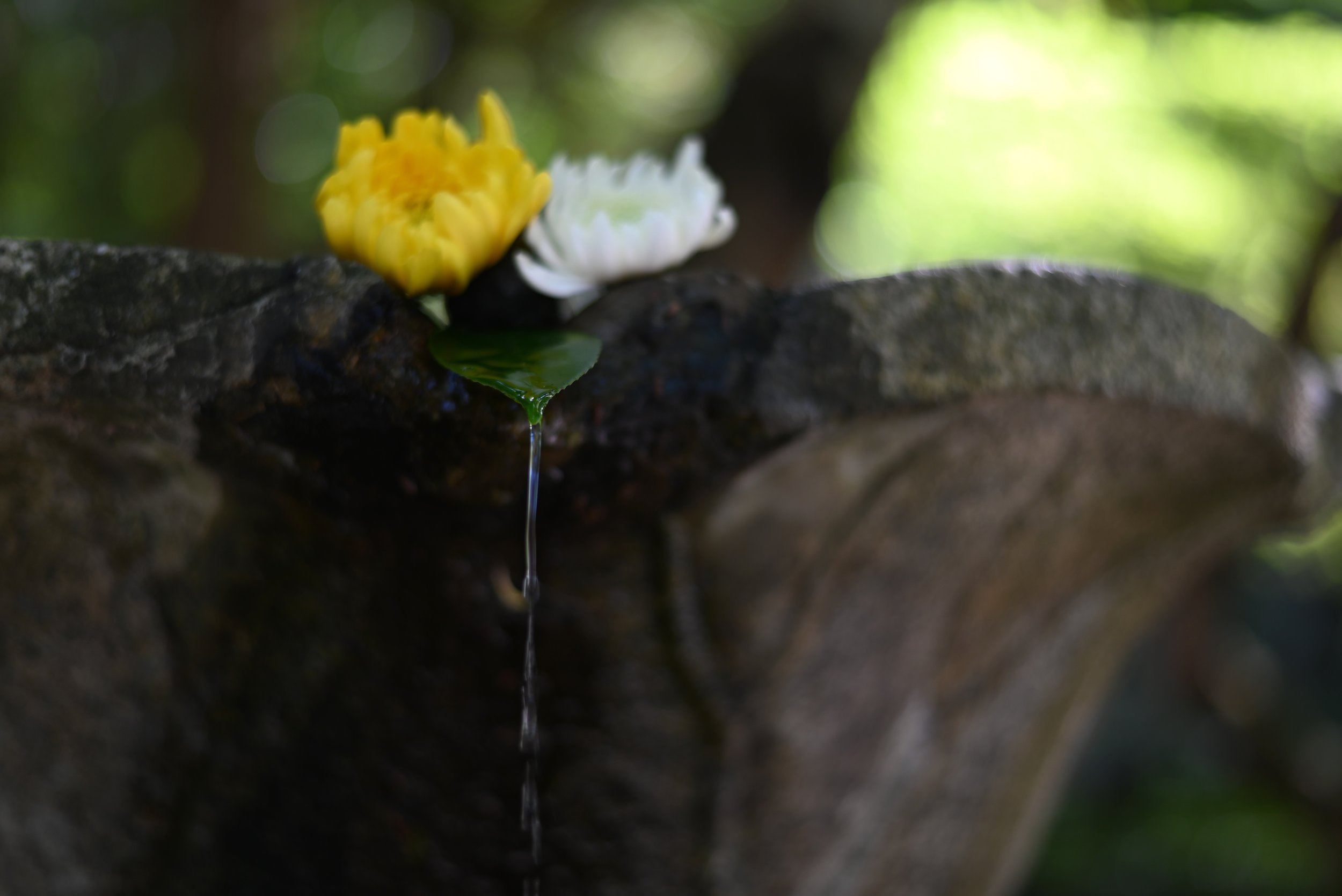 A pretty arrangement at the Hōnenin Temple in Kyoto.