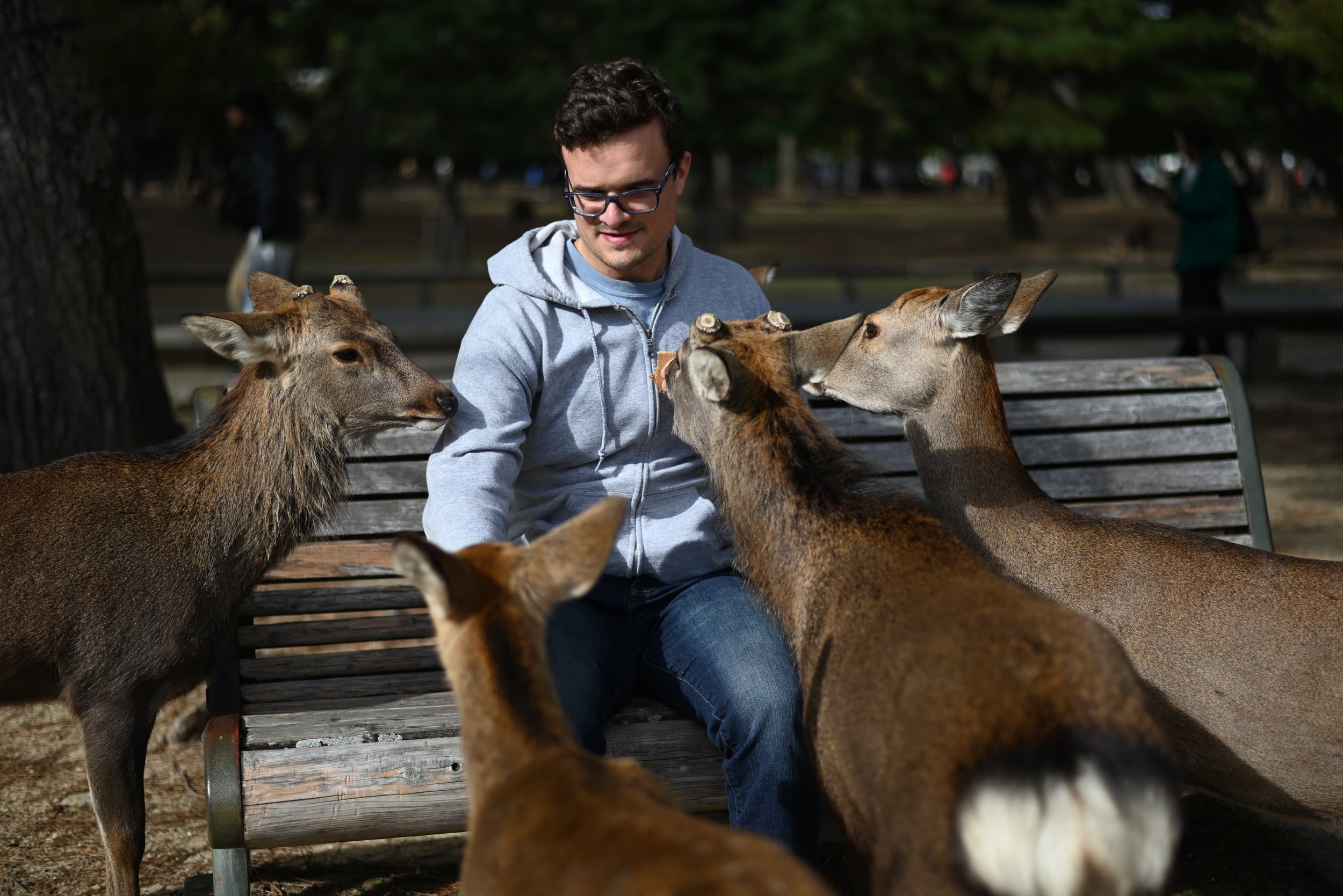 Joe feeding deer at the wild deer park in Nara, Japan.