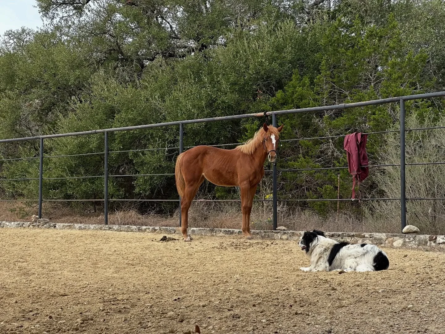Daisy growing update - 8.5 months old!
Little Wilson is on baby sitting duty🐎🤣