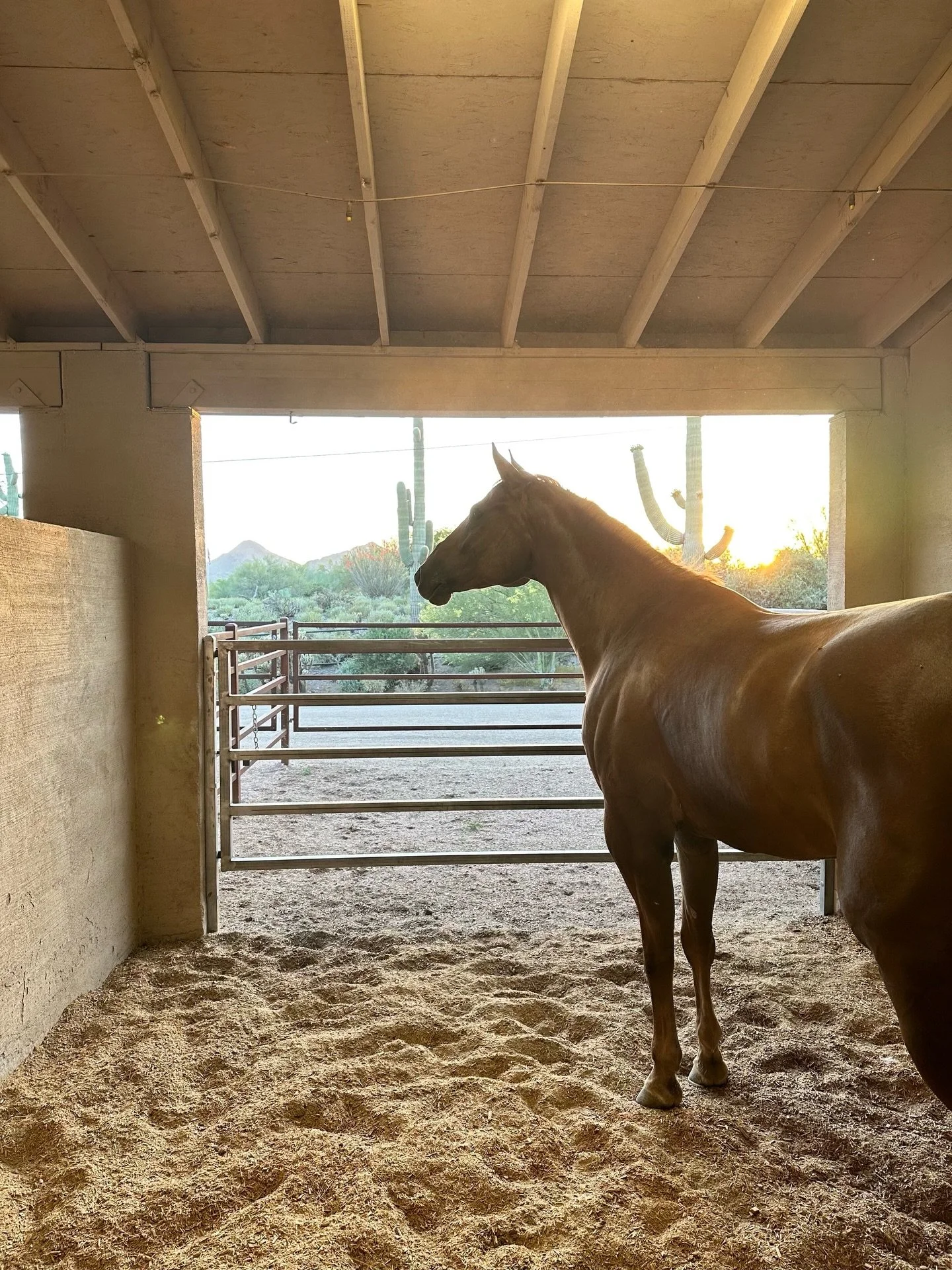 Brooksie boy loves to spend time in Arizona, as do I. Showing at the AQHA sun circuit has always been one of my favorite shows!
A big thank you to Michael Hunsinger horse training for all you do for us! Can&rsquo;t wait for the next show! 🏇
⠀⠀⠀⠀⠀⠀⠀⠀