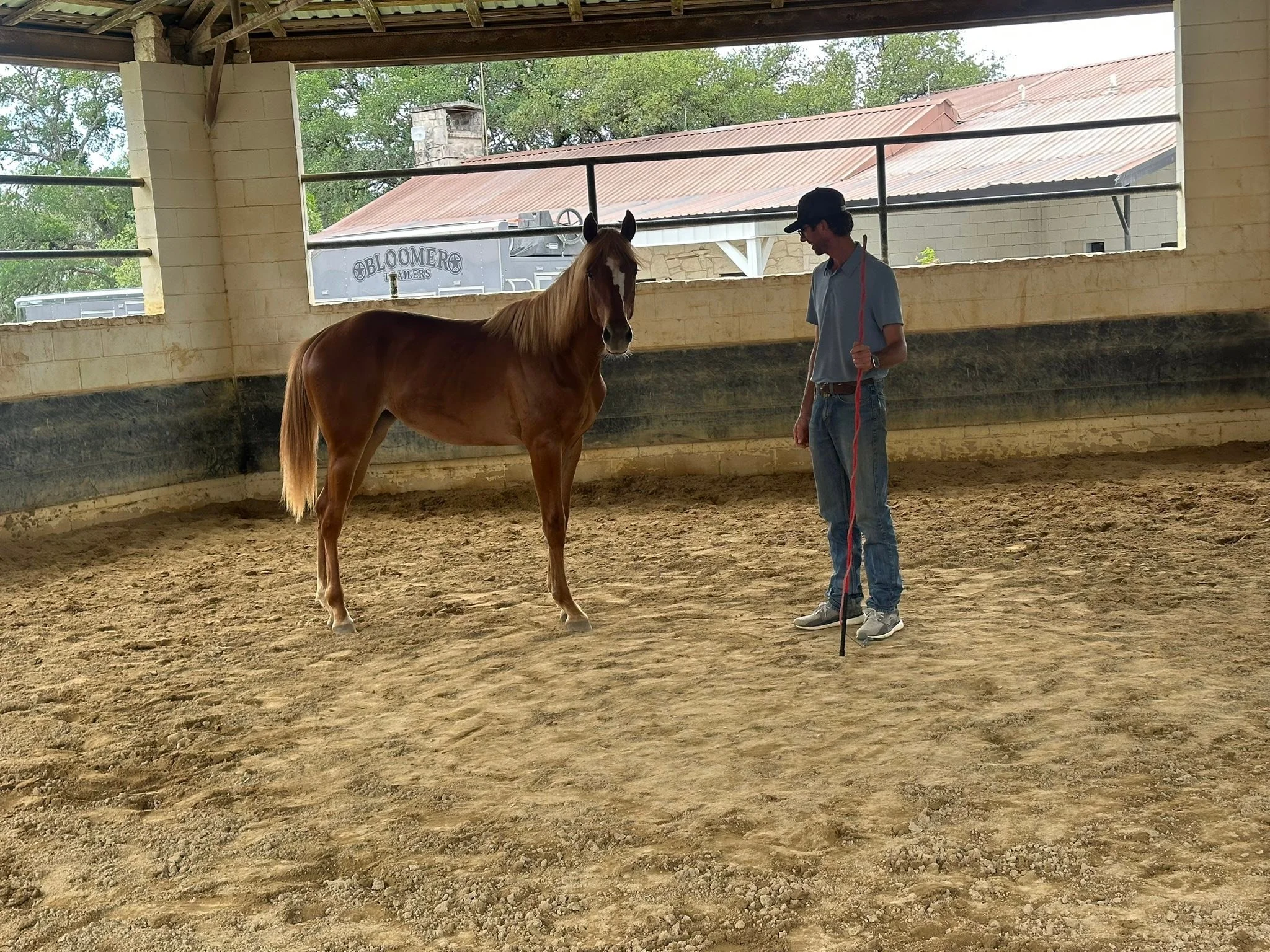 Daisy had her first trailer ride yesterday as she paid a visit to Corrival Ranch LLC- Thank you to Michael Hunsinger Horse Training for spending a little time with her. She was such a good little girl!
And she got to meet his big brothe Brooks!🐎❤️