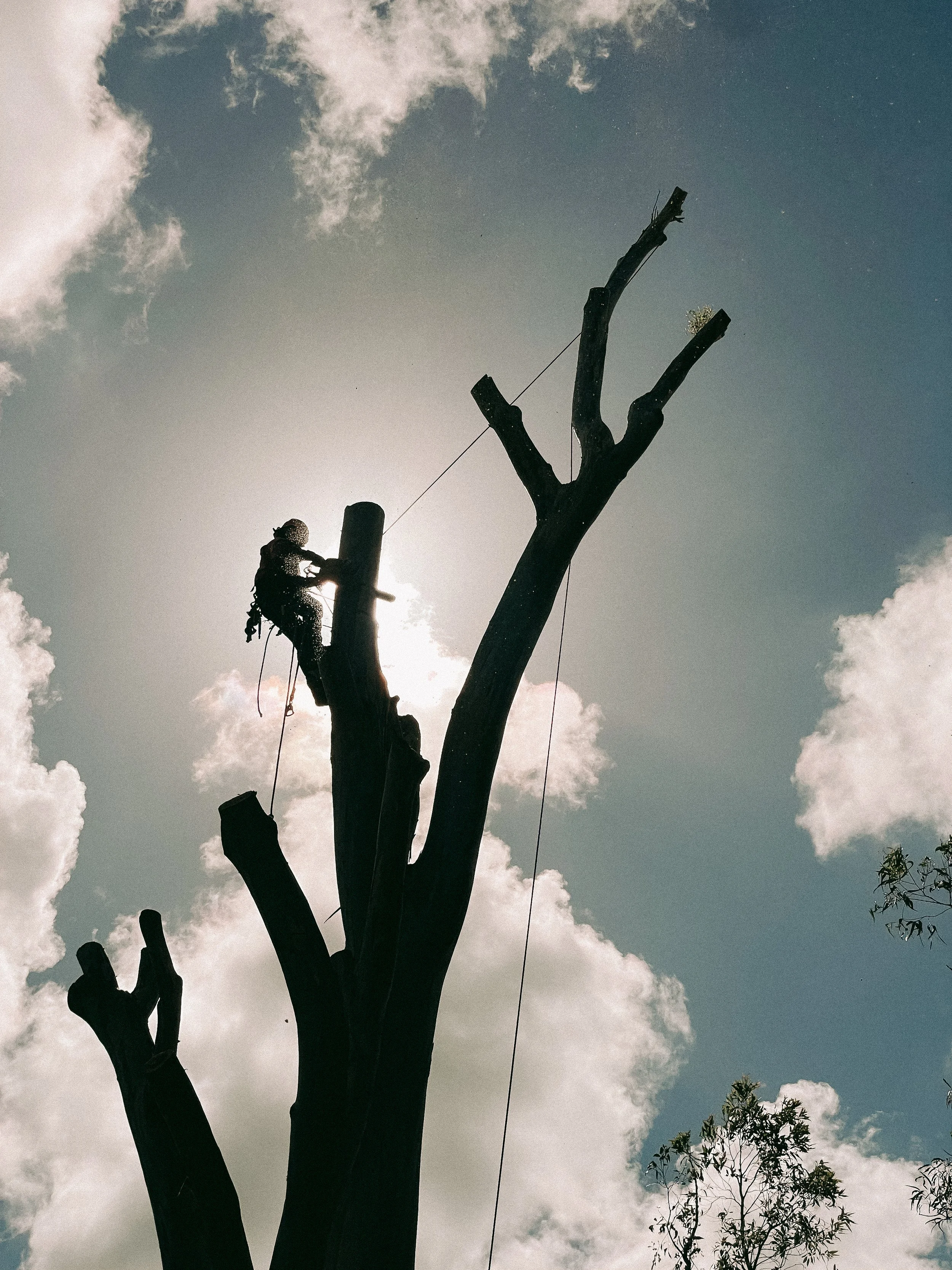 riprip-tree-services-arborist-sunshine-coast-noosa-25.jpg