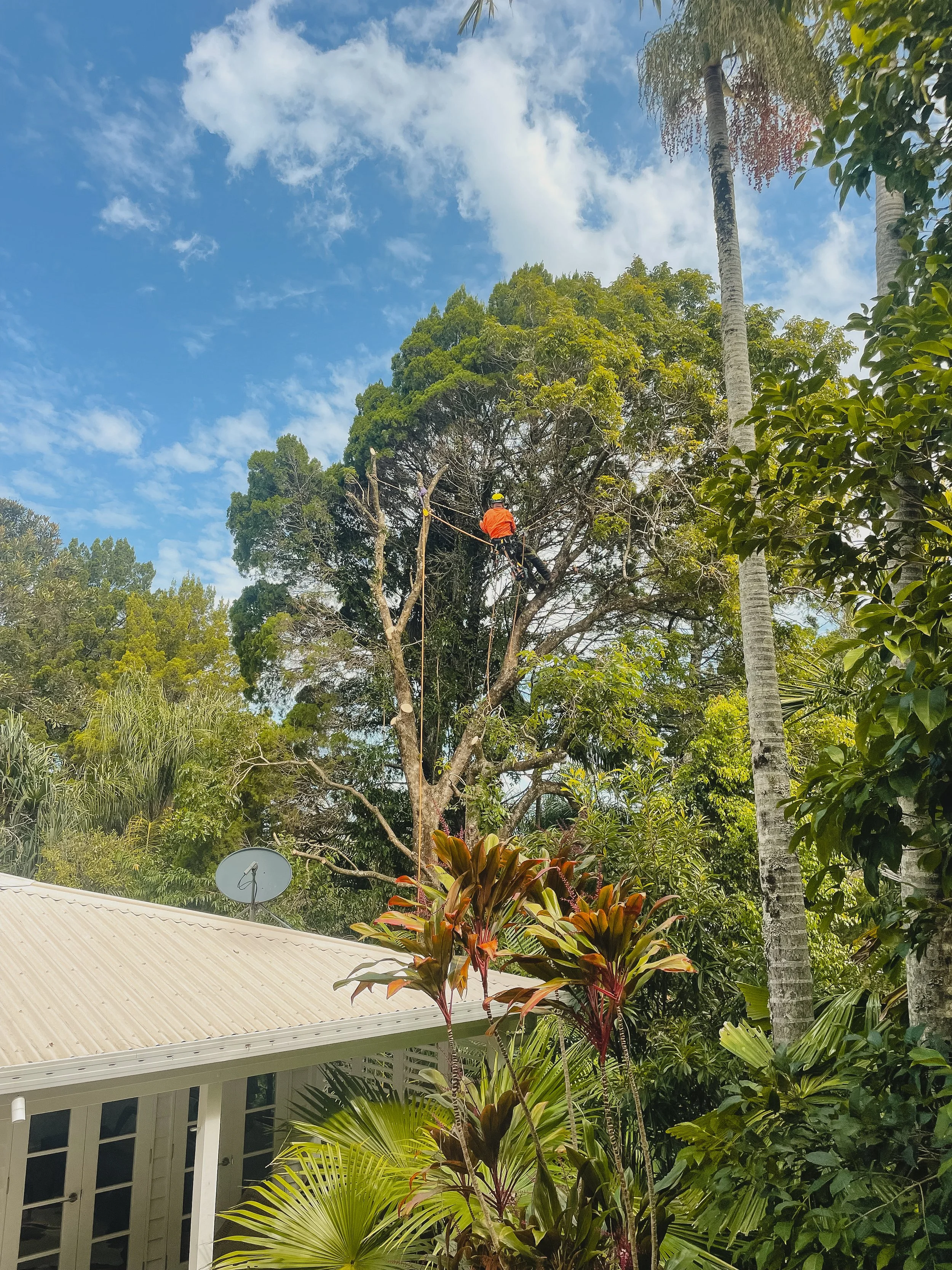 riprip-tree-services-arborist-sunshine-coast-noosa-45.jpg