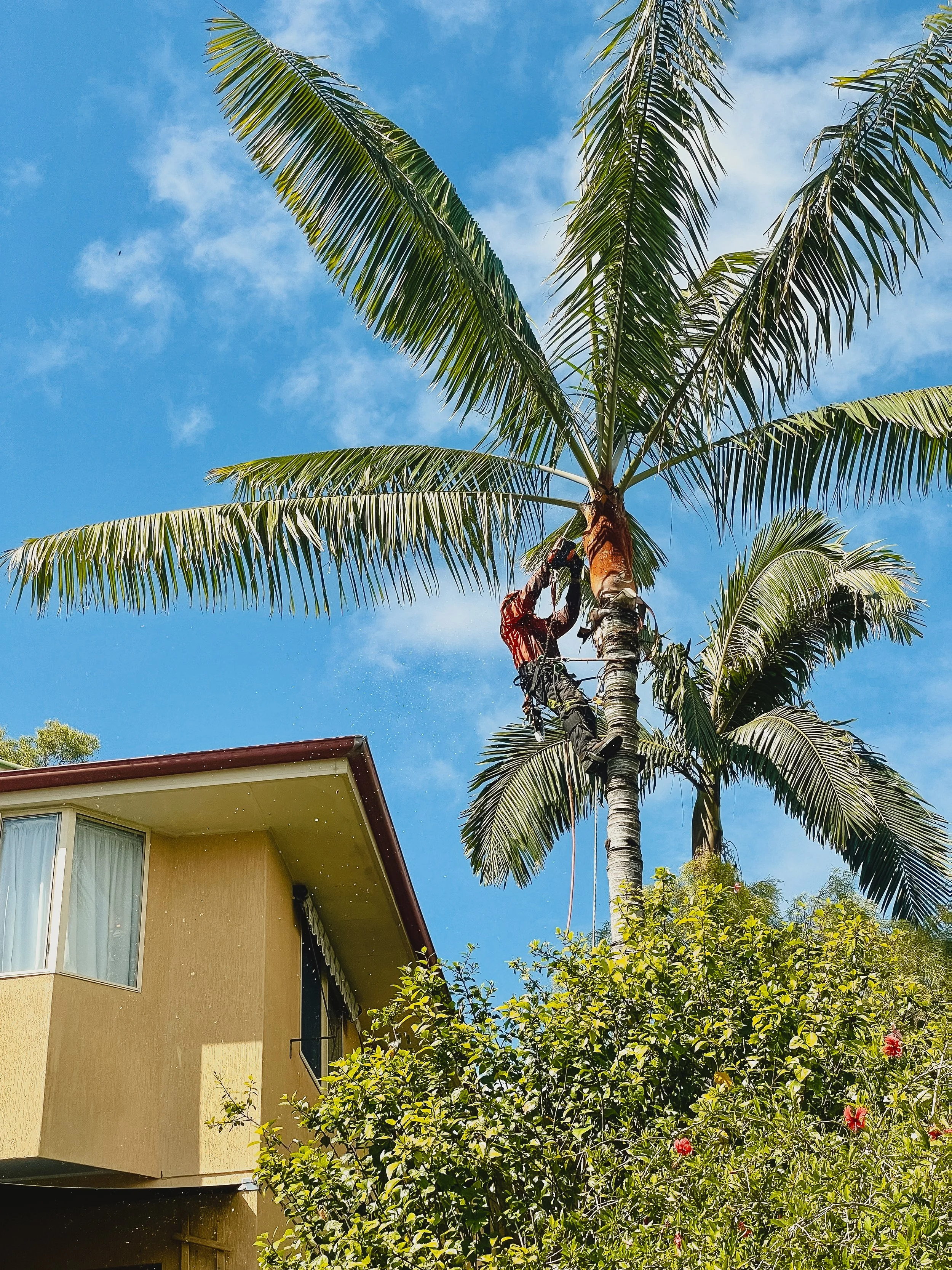 riprip-tree-services-arborist-sunshine-coast-noosa-28.jpg