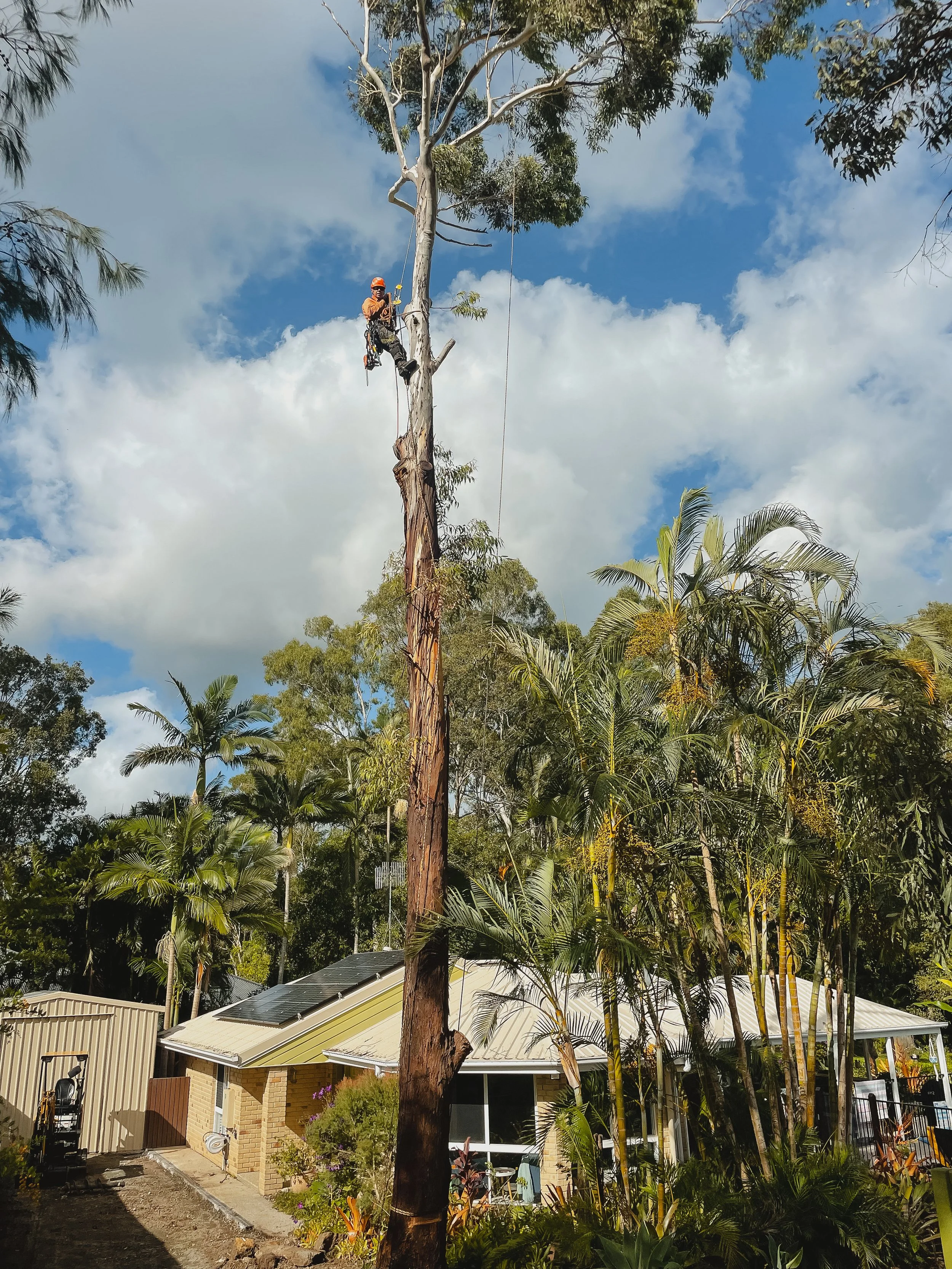 riprip-tree-services-arborist-sunshine-coast-noosa-39.jpg