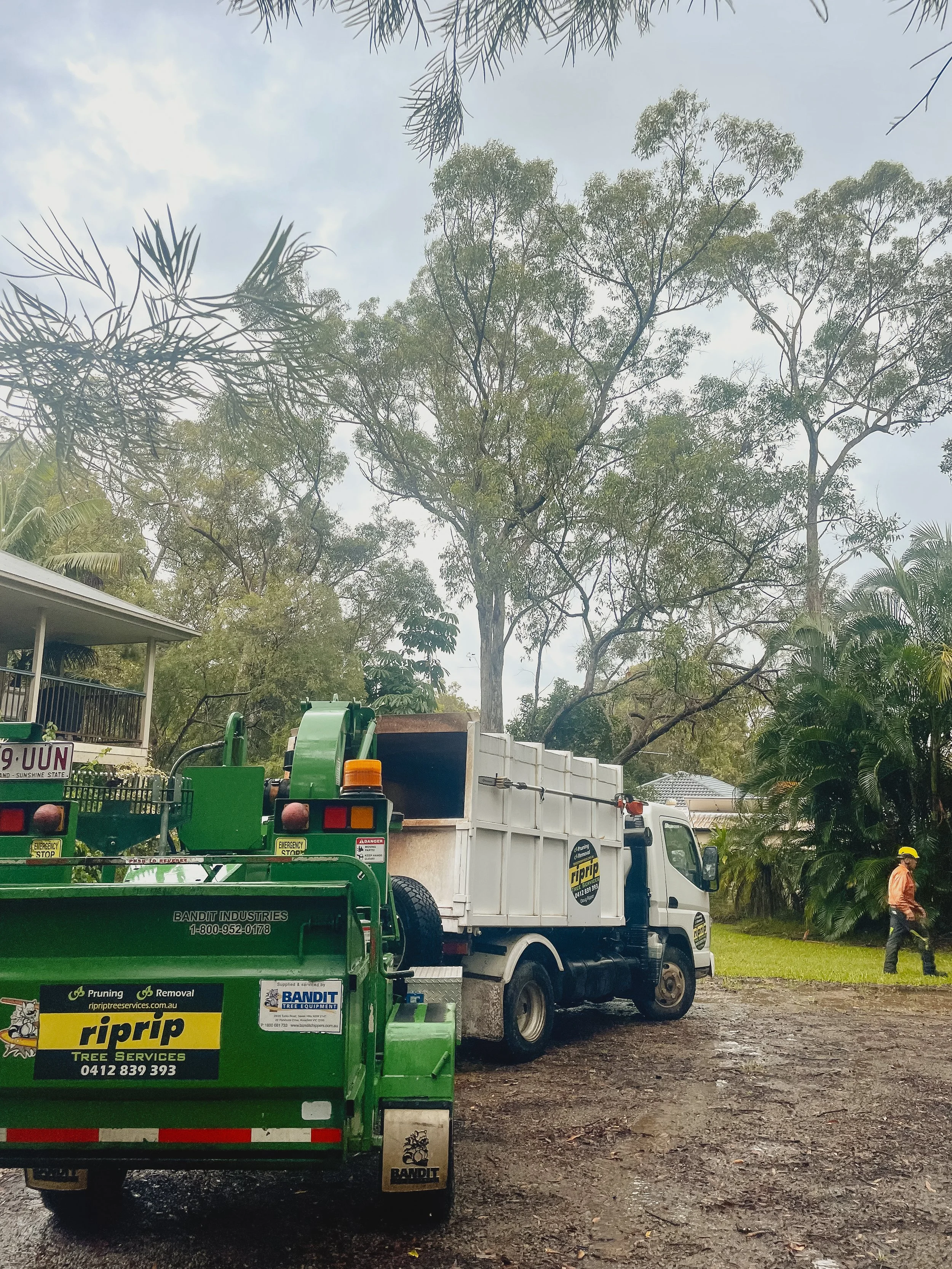 riprip-tree-services-arborist-sunshine-coast-noosa-43.jpg
