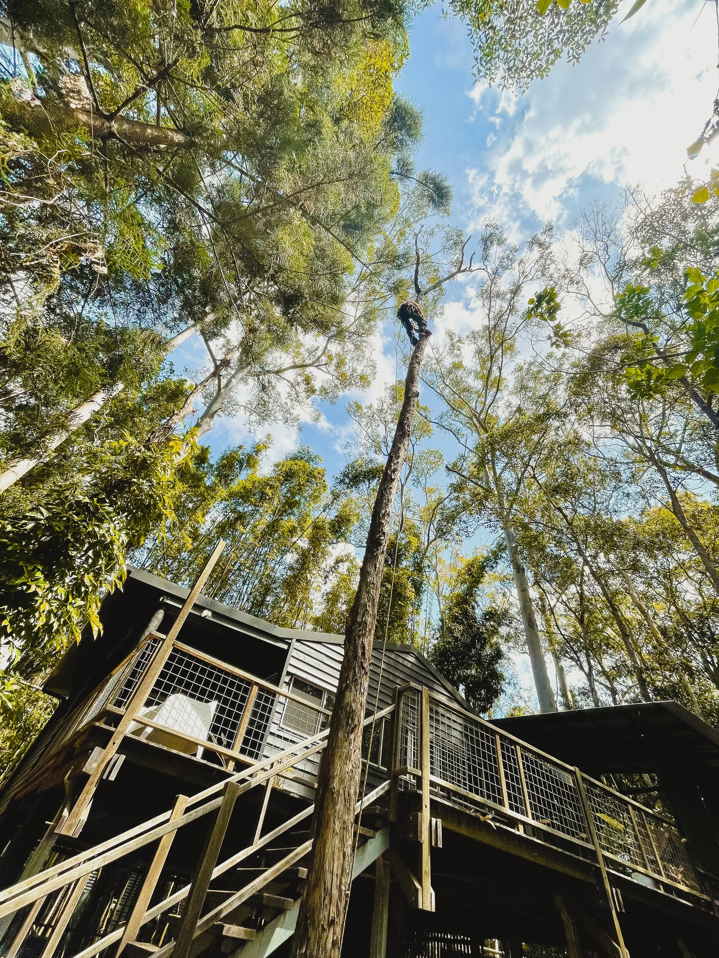 riprip-tree-services-arborist-sunshine-coast-noosa-12.jpg