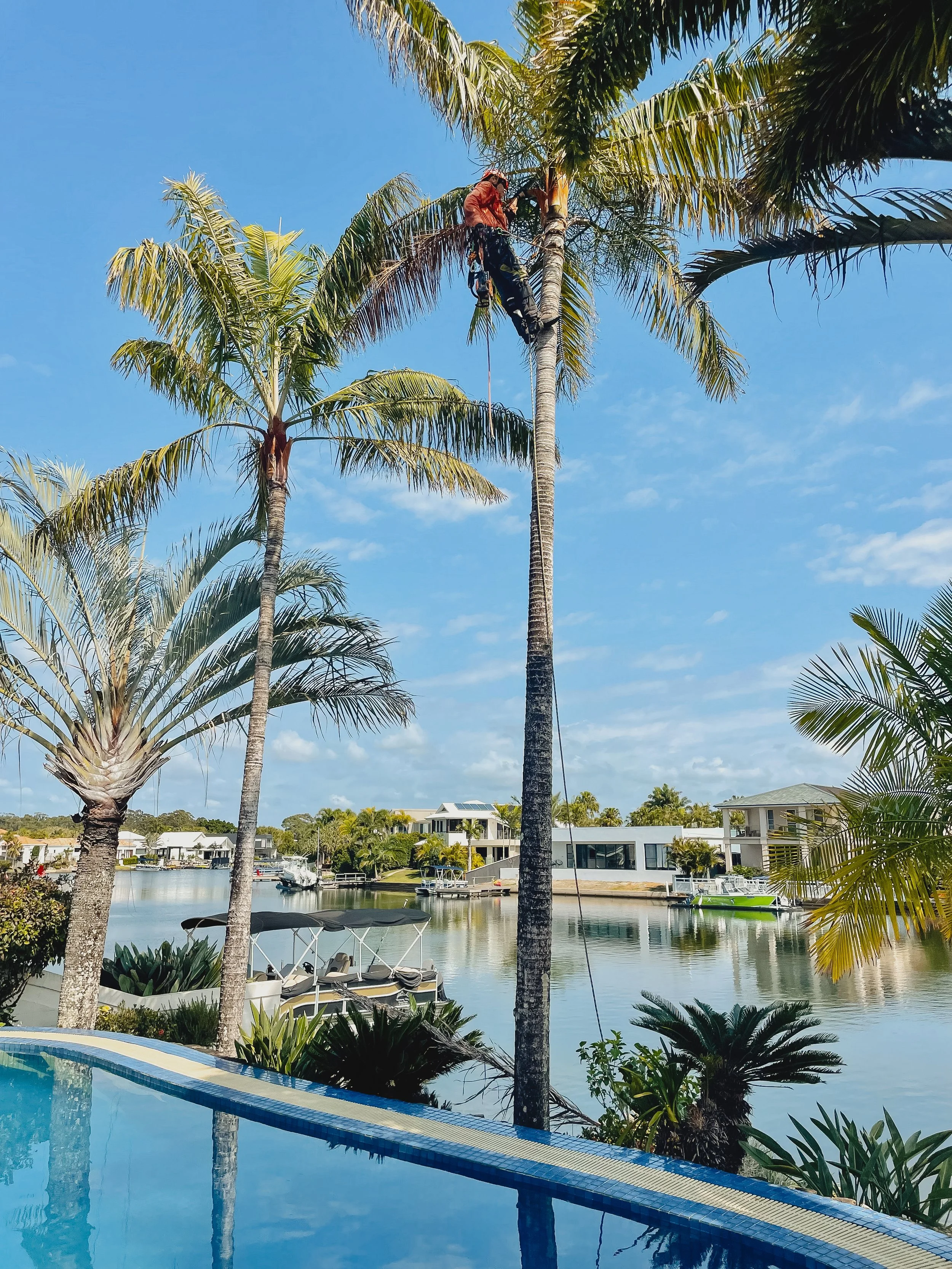 riprip-tree-services-arborist-sunshine-coast-noosa-16.jpg
