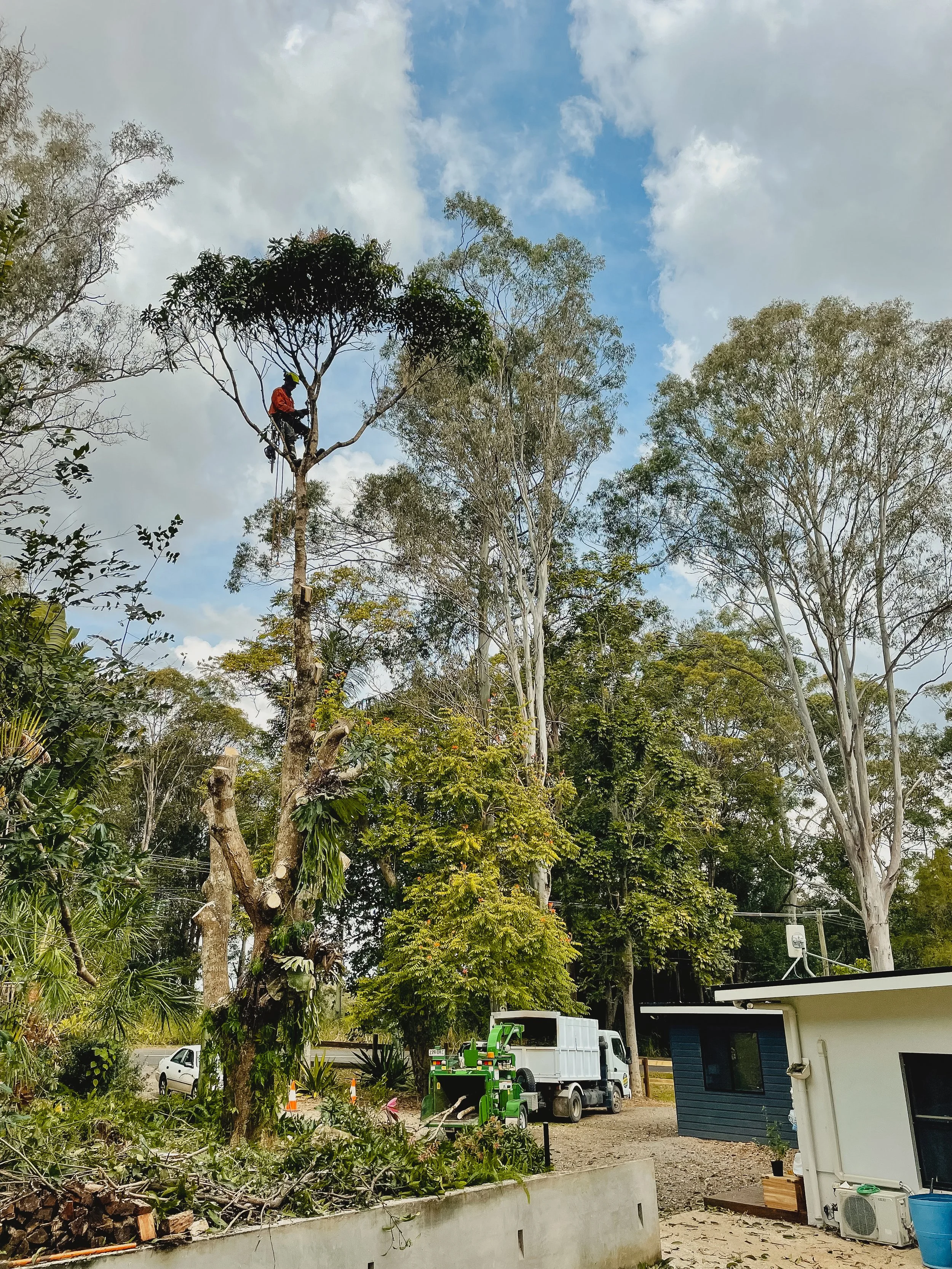 riprip-tree-services-arborist-sunshine-coast-noosa-4.jpg