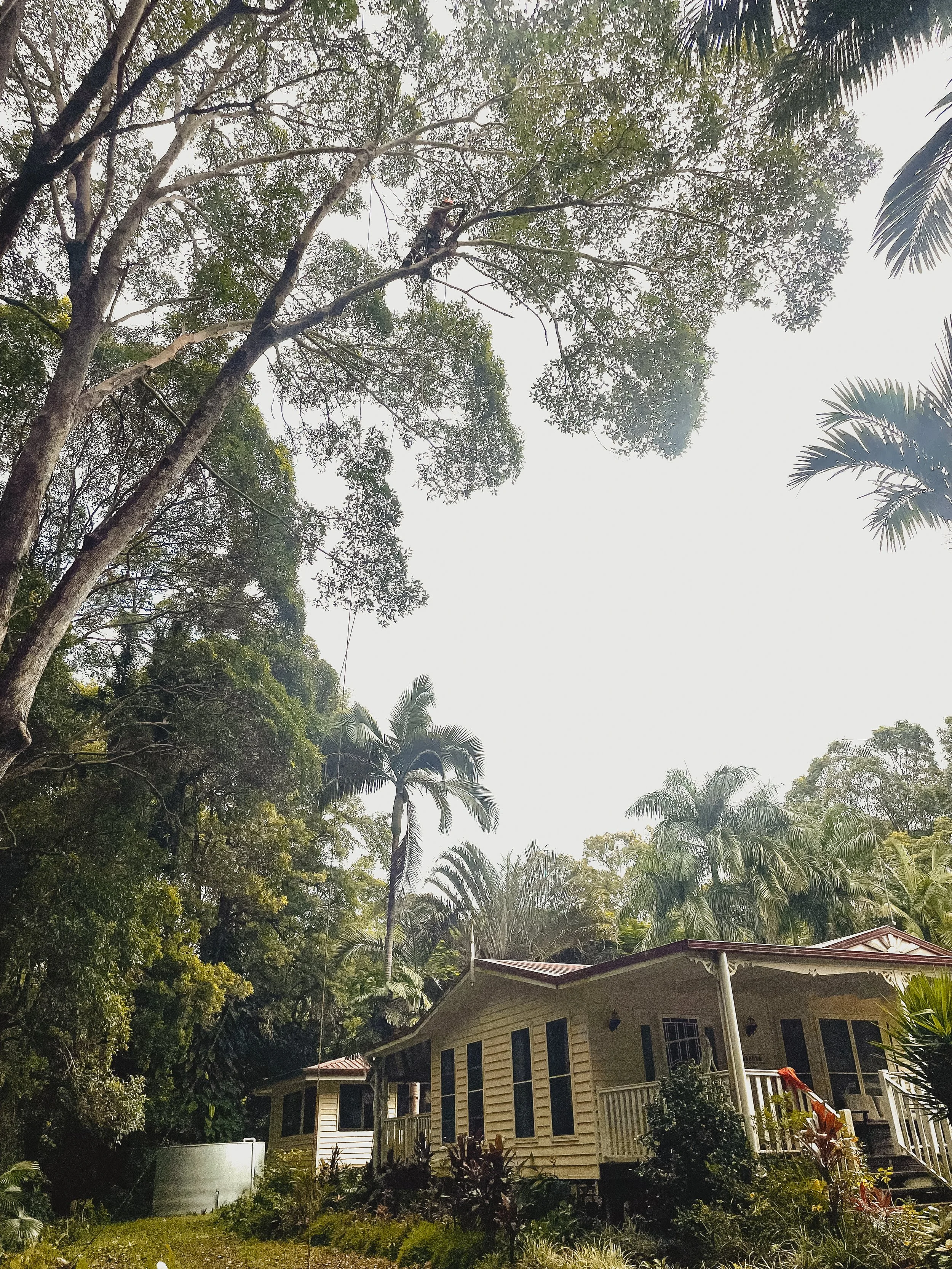 riprip-tree-services-arborist-sunshine-coast-noosa-34.jpg