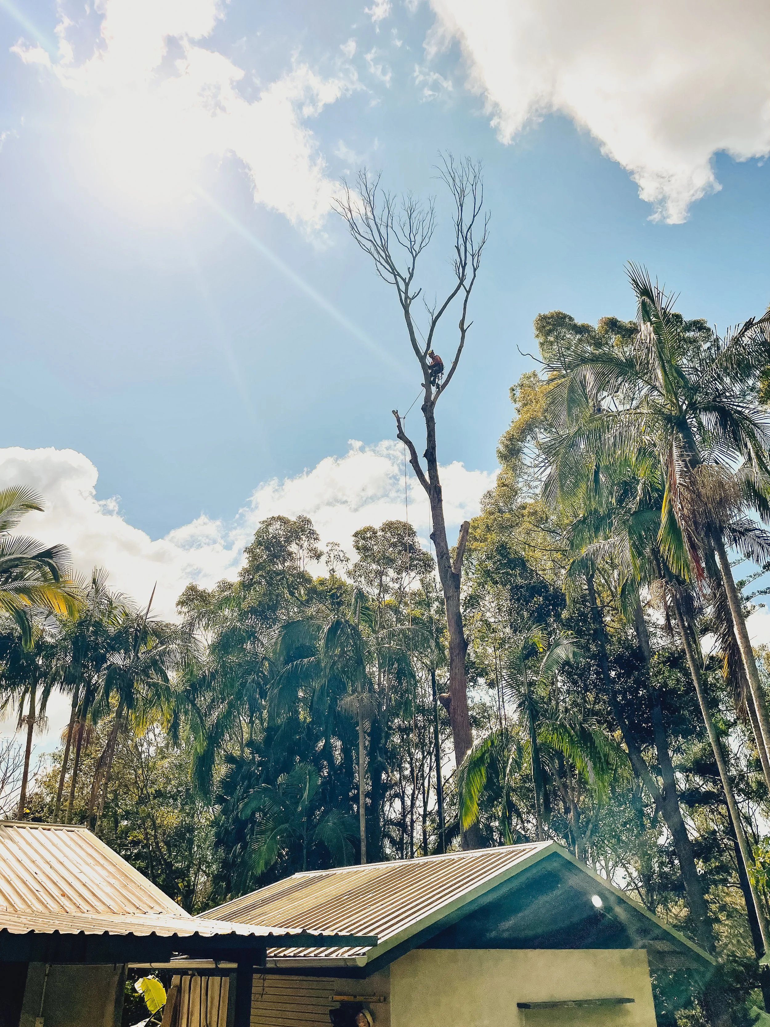 riprip-tree-services-arborist-sunshine-coast-noosa-8.jpg