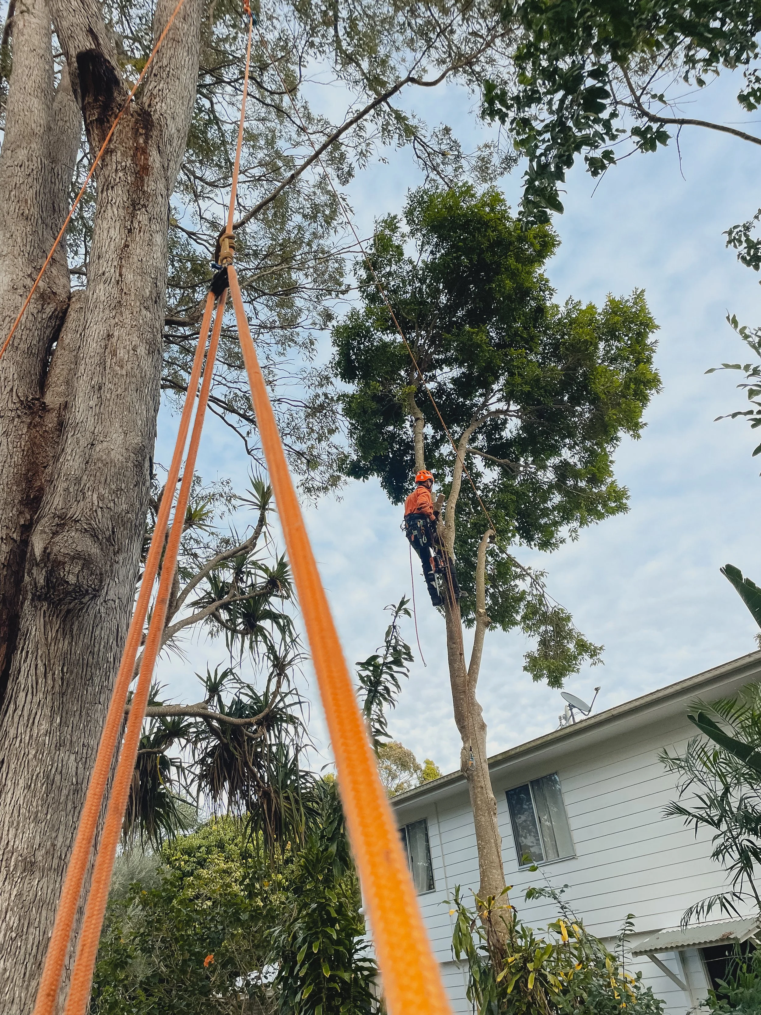 riprip-tree-services-arborist-sunshine-coast-noosa-50.jpg