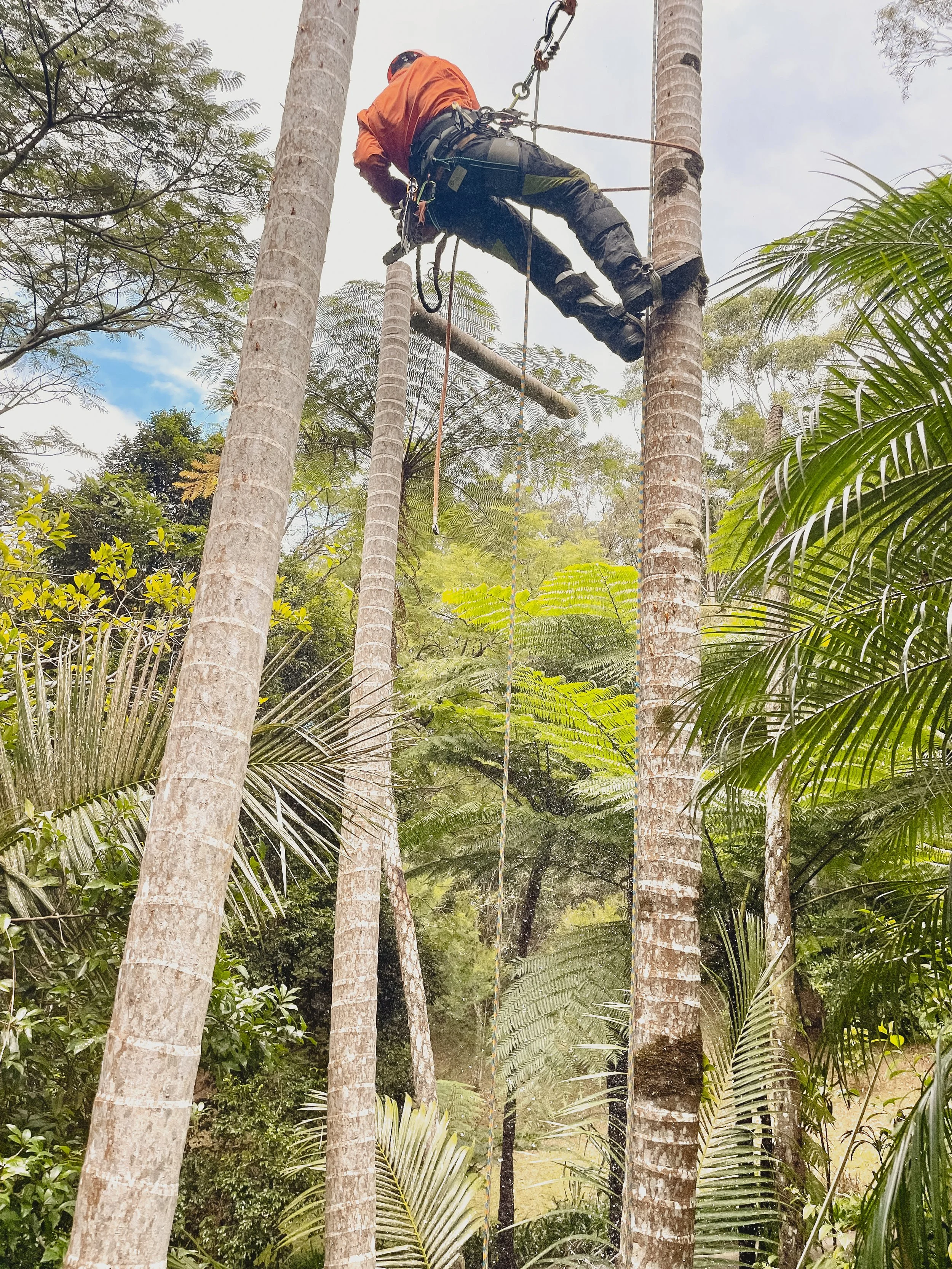 riprip-tree-services-arborist-sunshine-coast-noosa-44.jpg