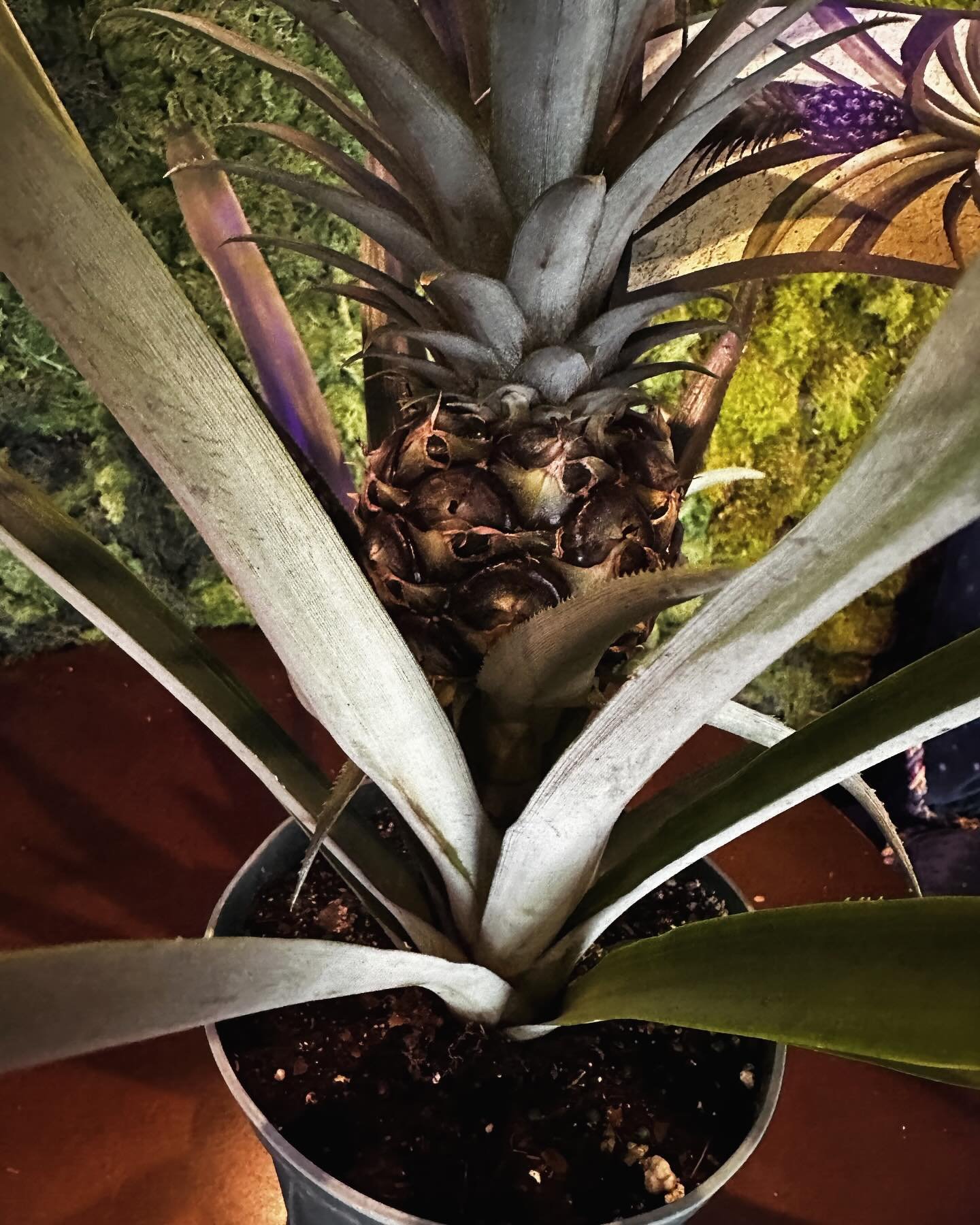 Happy Friday everyone! We have so many new plants for you to take home! Ever wanted a pineapple to grow in your house? Well, now is your chance! Check out our story for lots of other interesting new green friends we have in stock or come on in, grab 