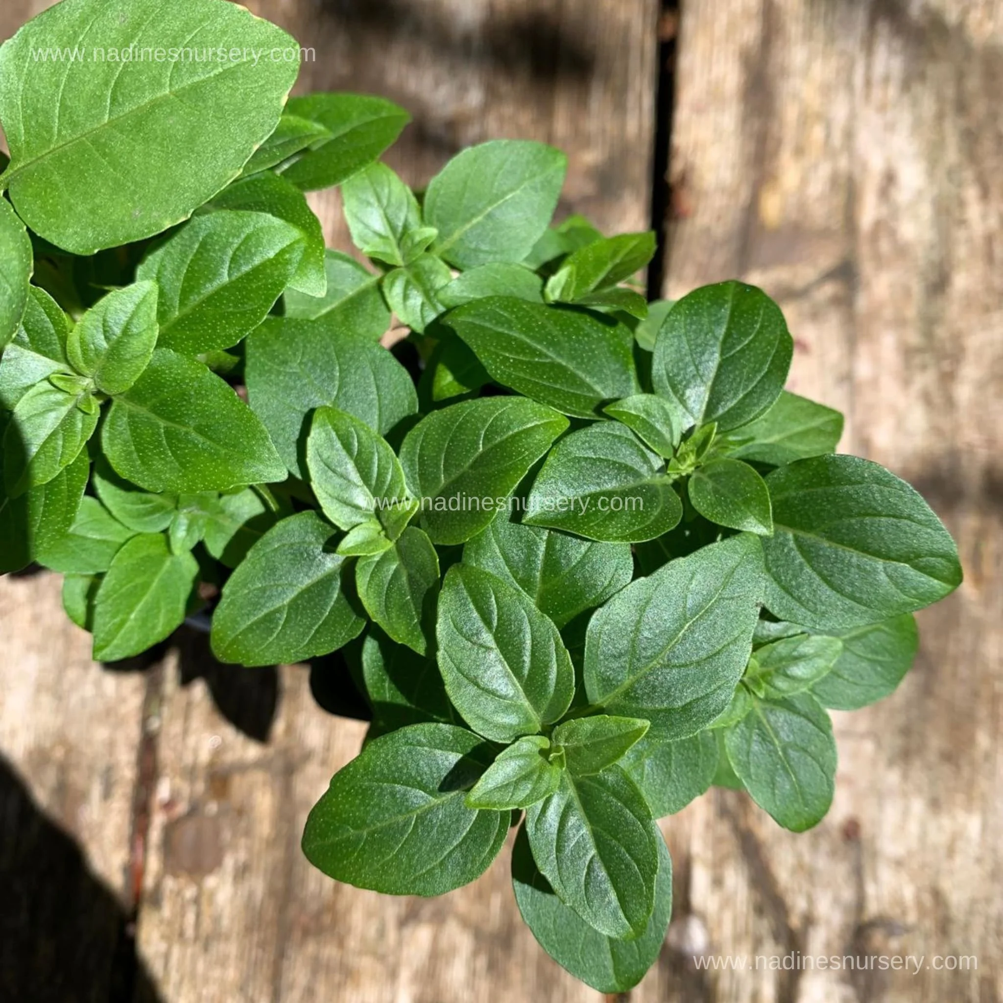 Basil - Bush Spicy Globe (2.6" pot)