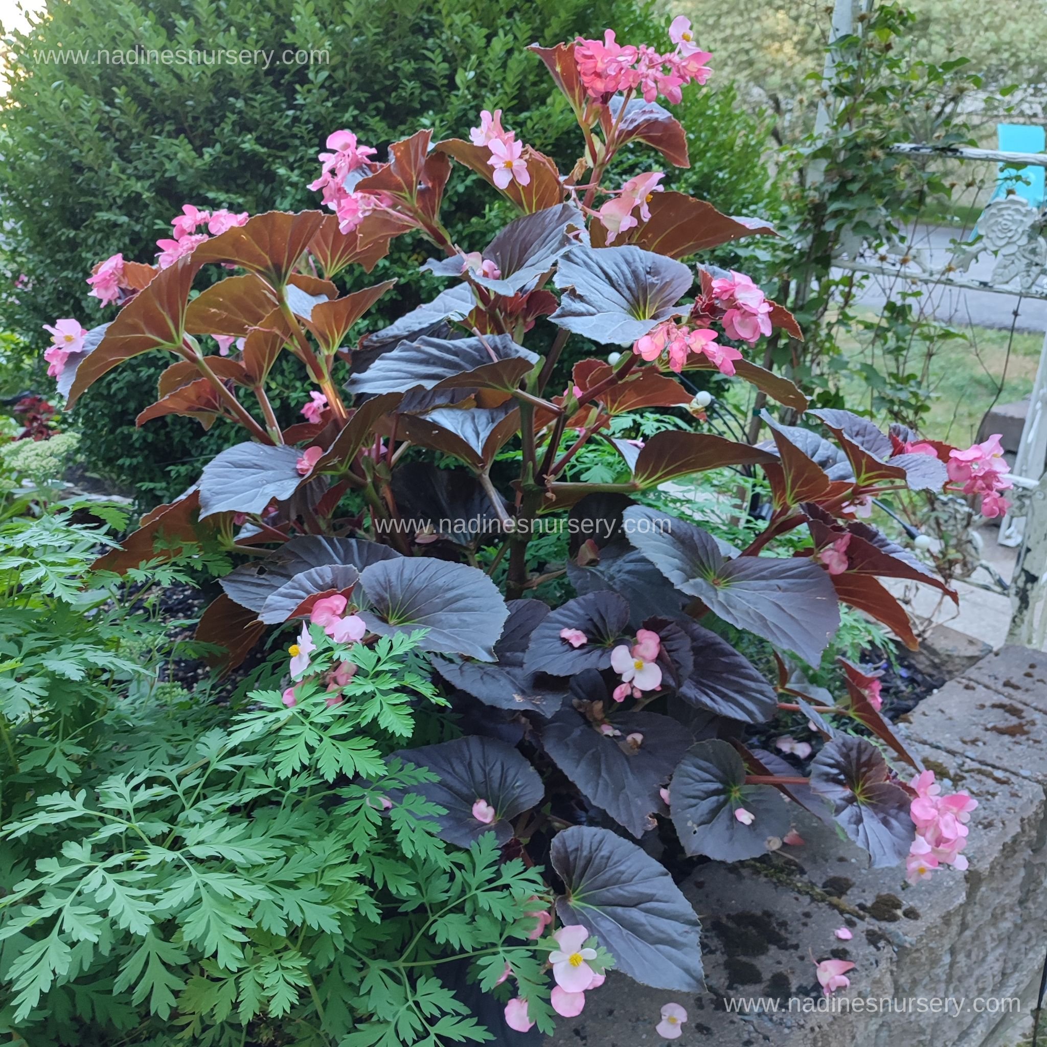 Begonia - Stonehedge Rose Bronze Leaf (5