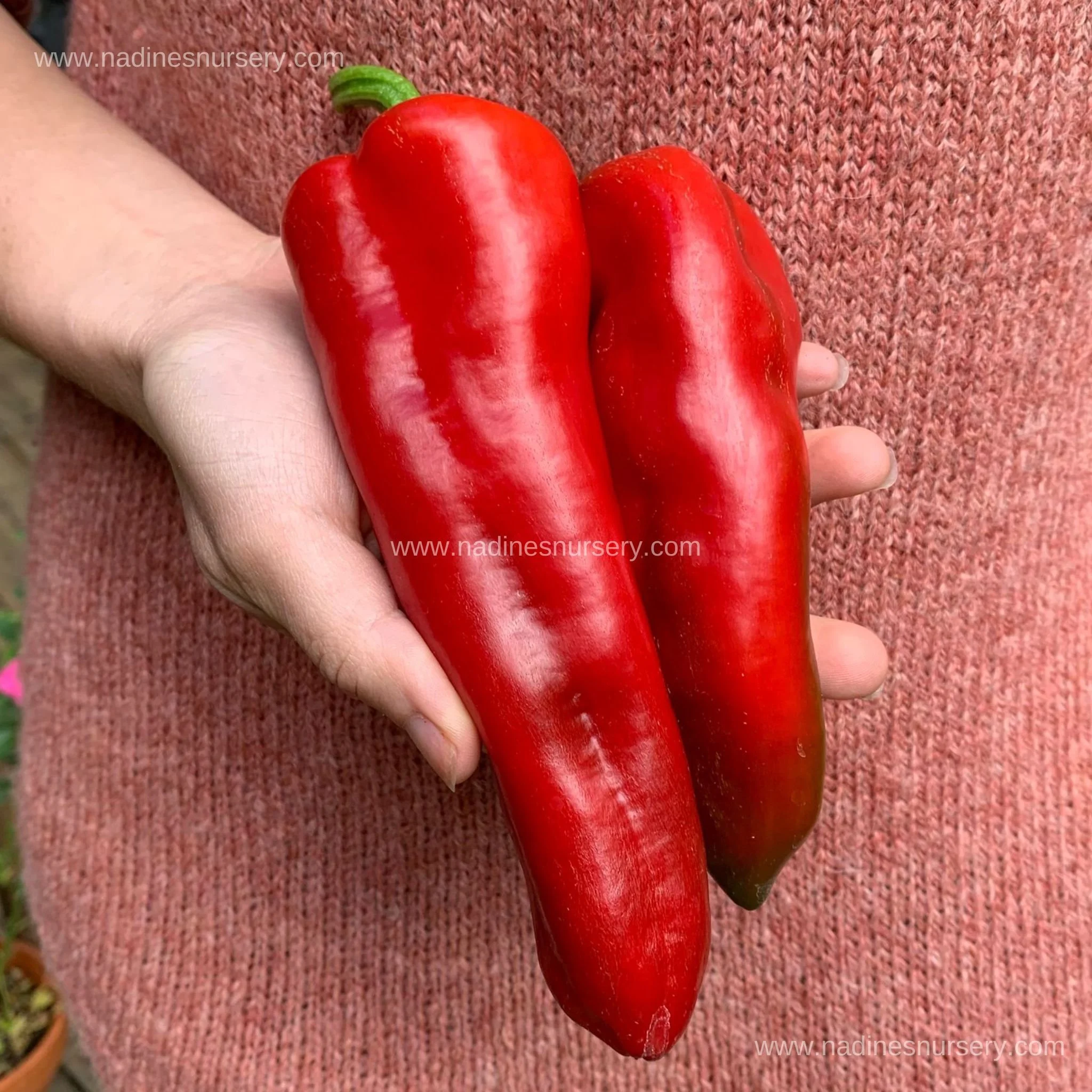 Pepper - Marconi Red (3.5" pot)