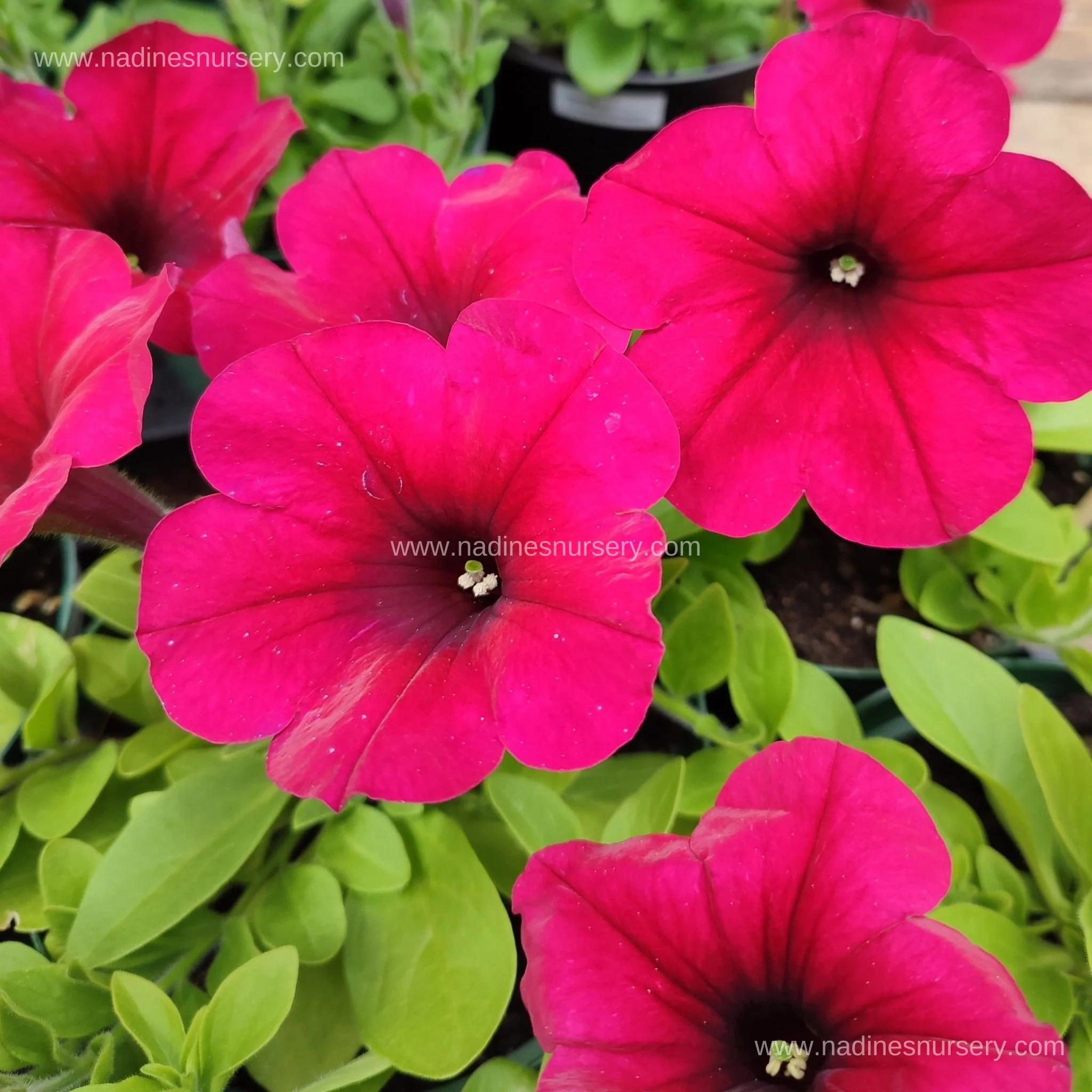 Petunia - Easy Wave Berry Velour (5