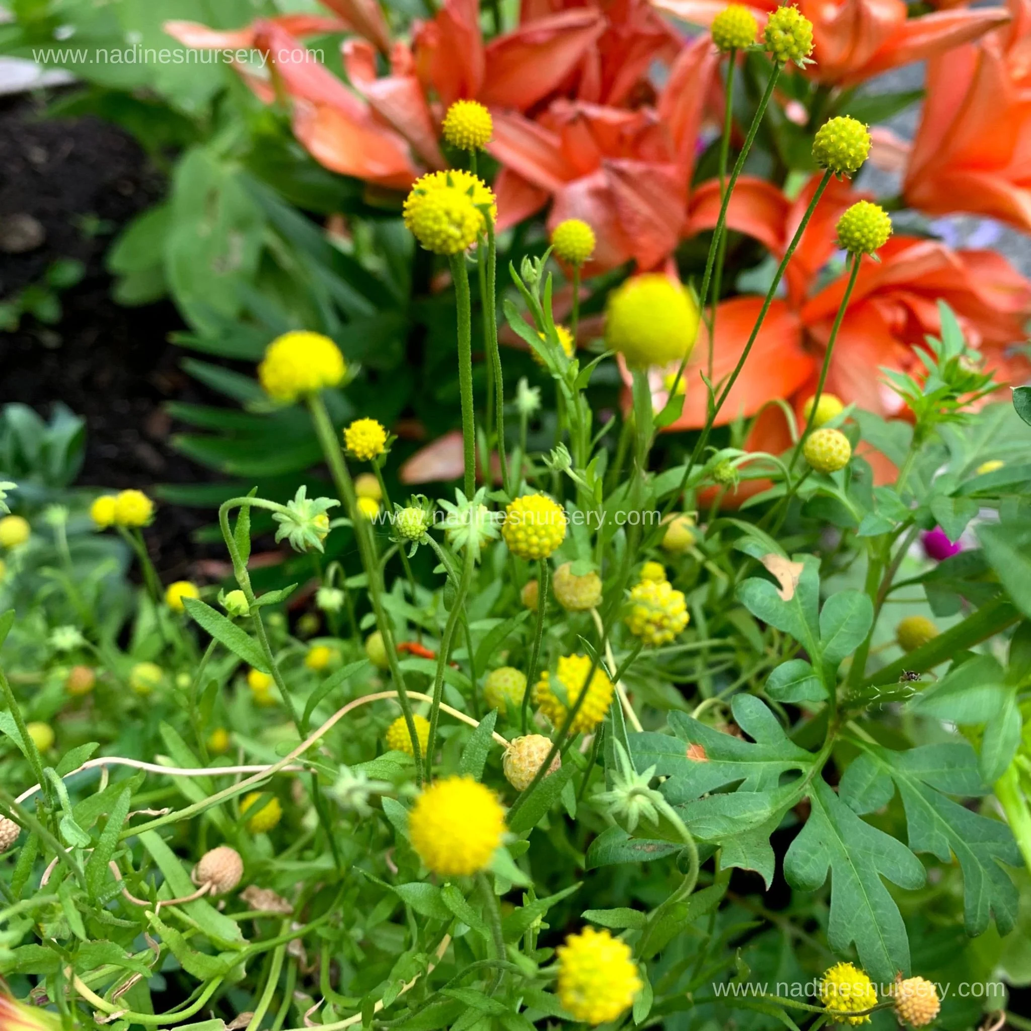 Pineapple Flower (3.5