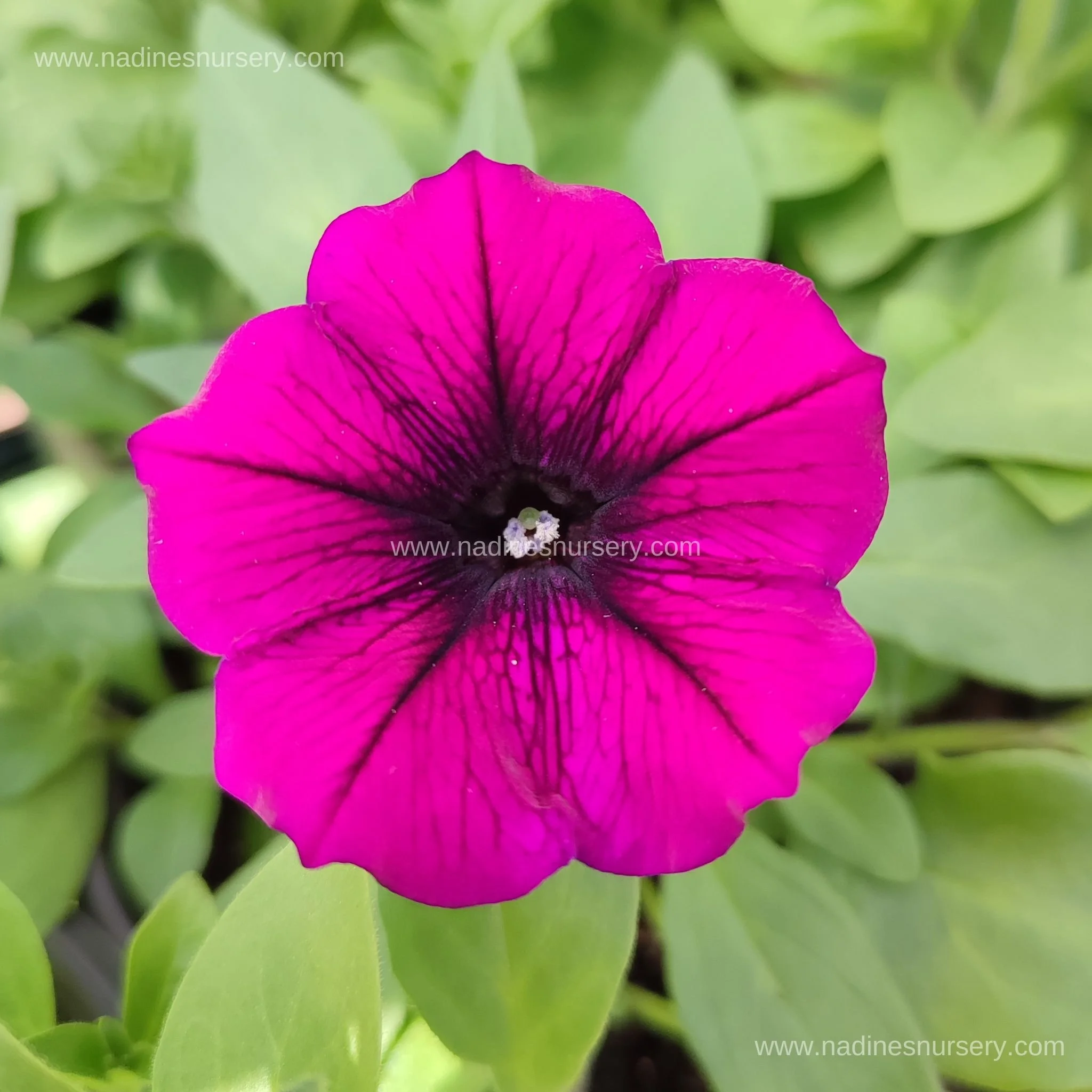 Petunia - Shock Wave Deep Purple (5