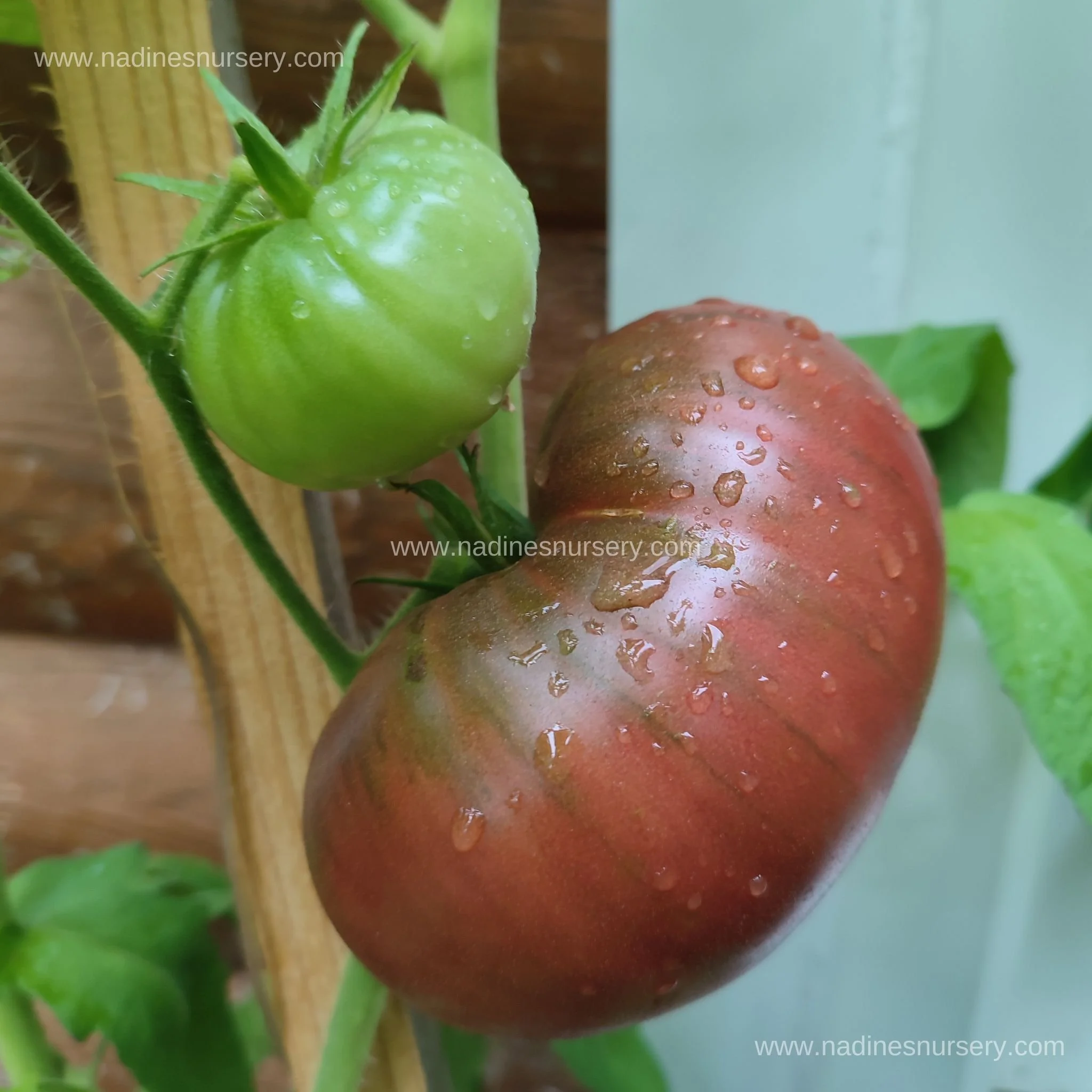 Tomato - Cherokee Purple (3.5" pot)