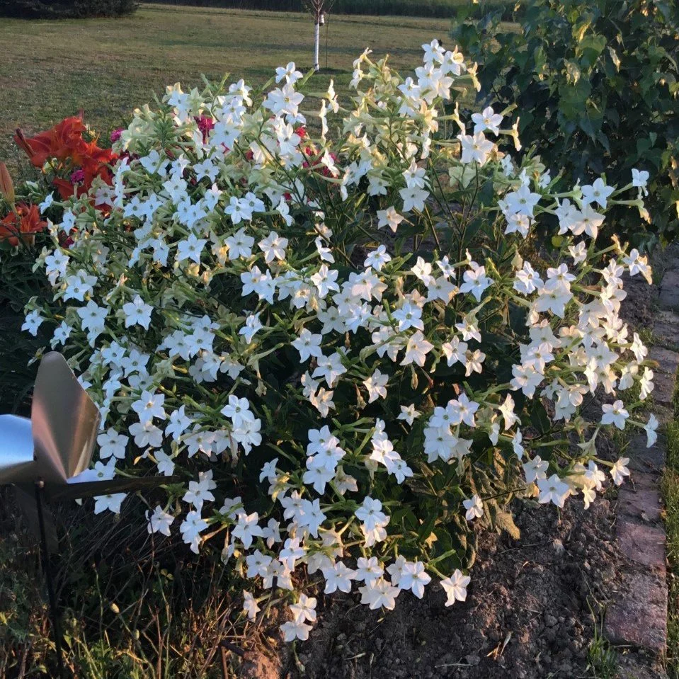 Flowering Tobacco