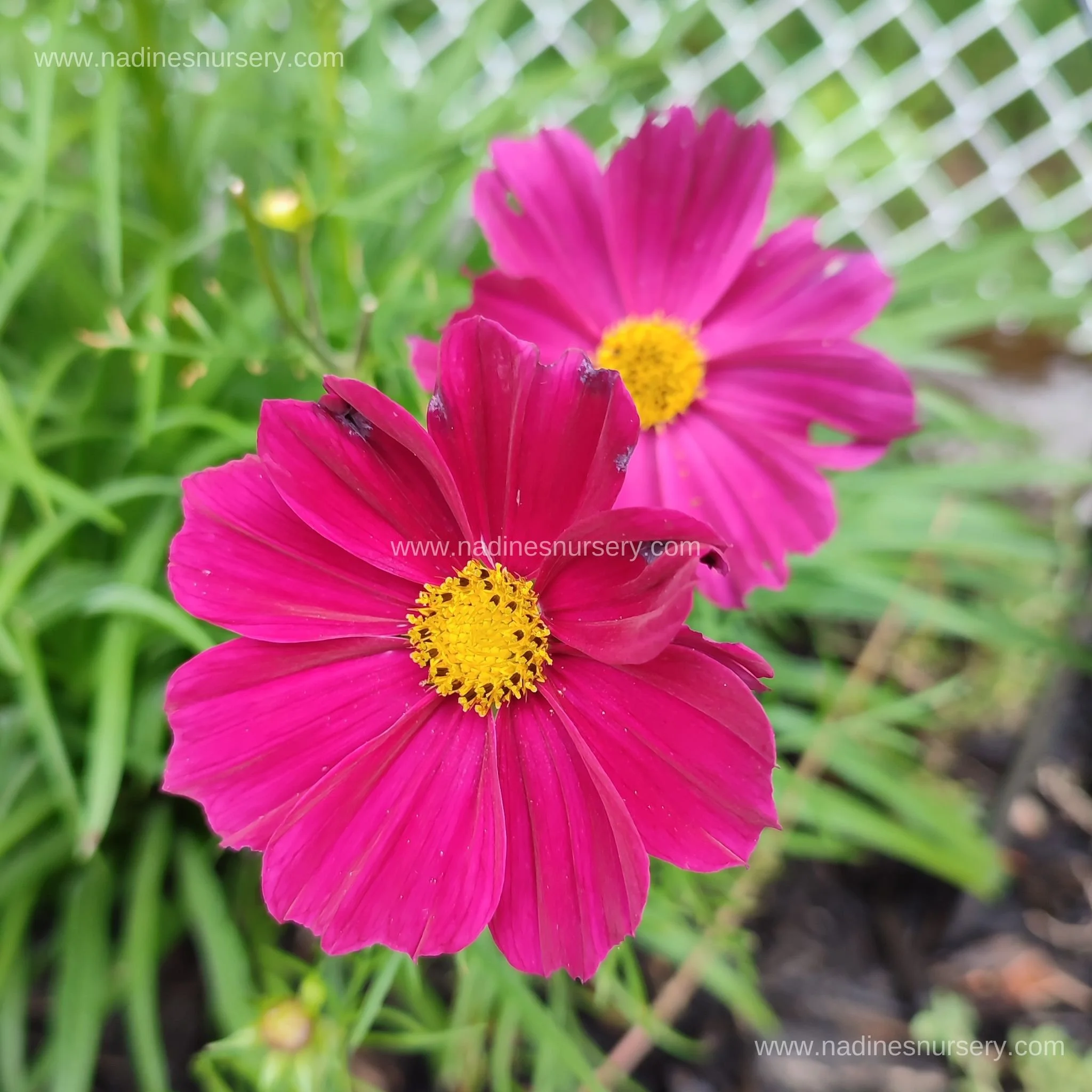 Cosmos - Apollo Mix (3.5