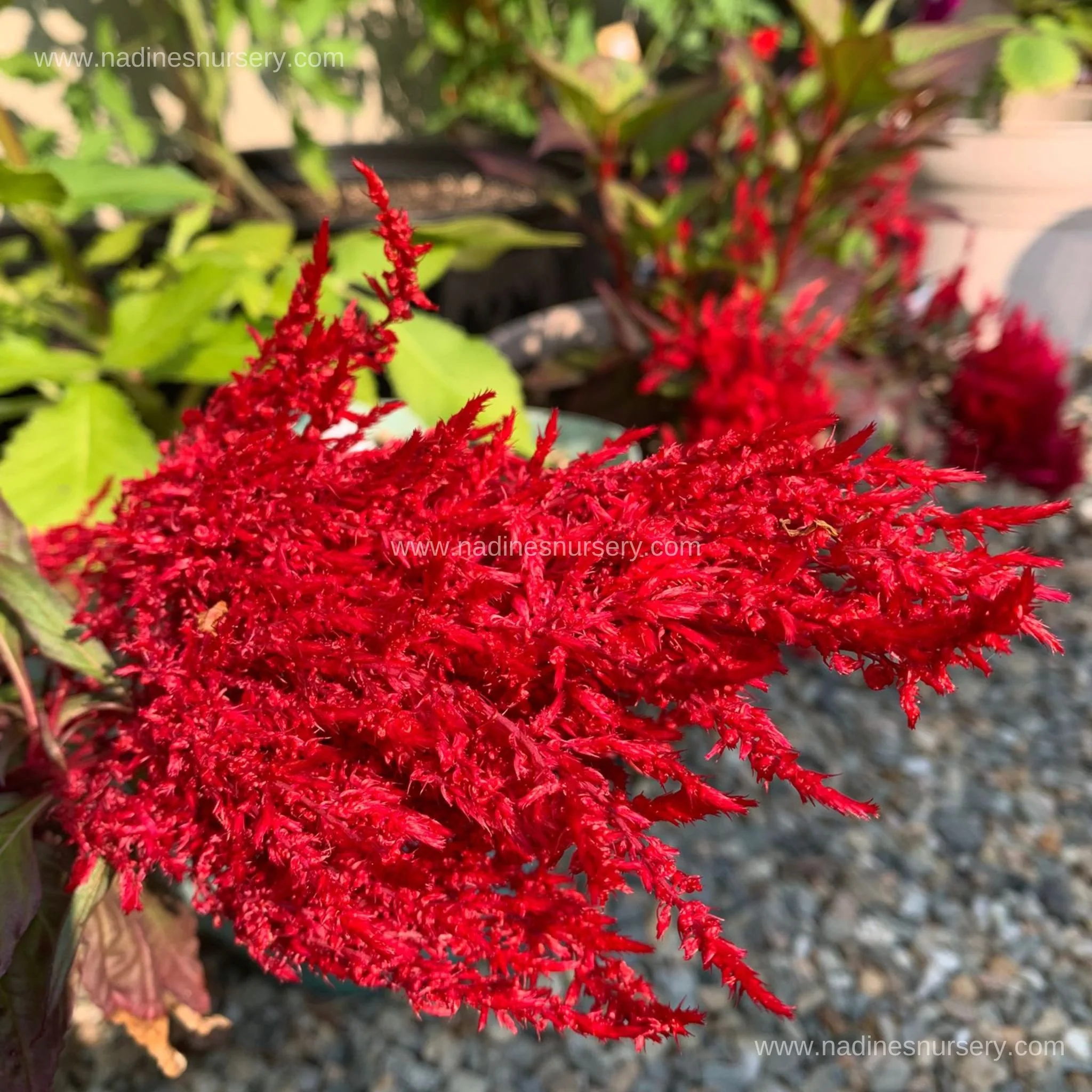 Celosia - Chinatown (3.5