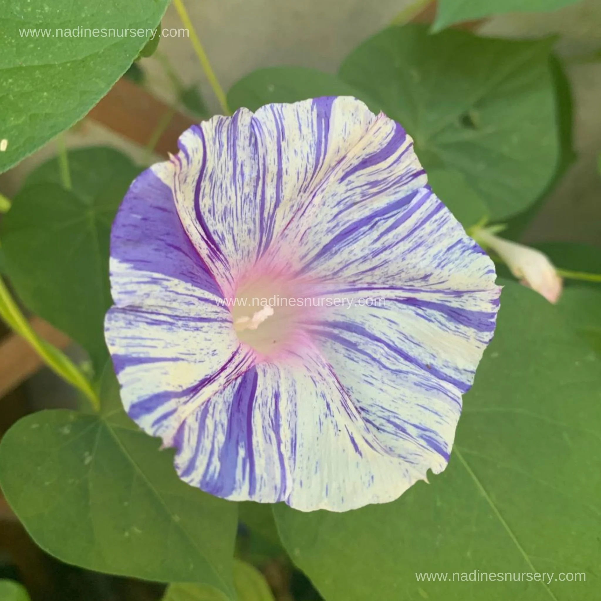 Morning Glory - Carnevale Di Venezia (3.5