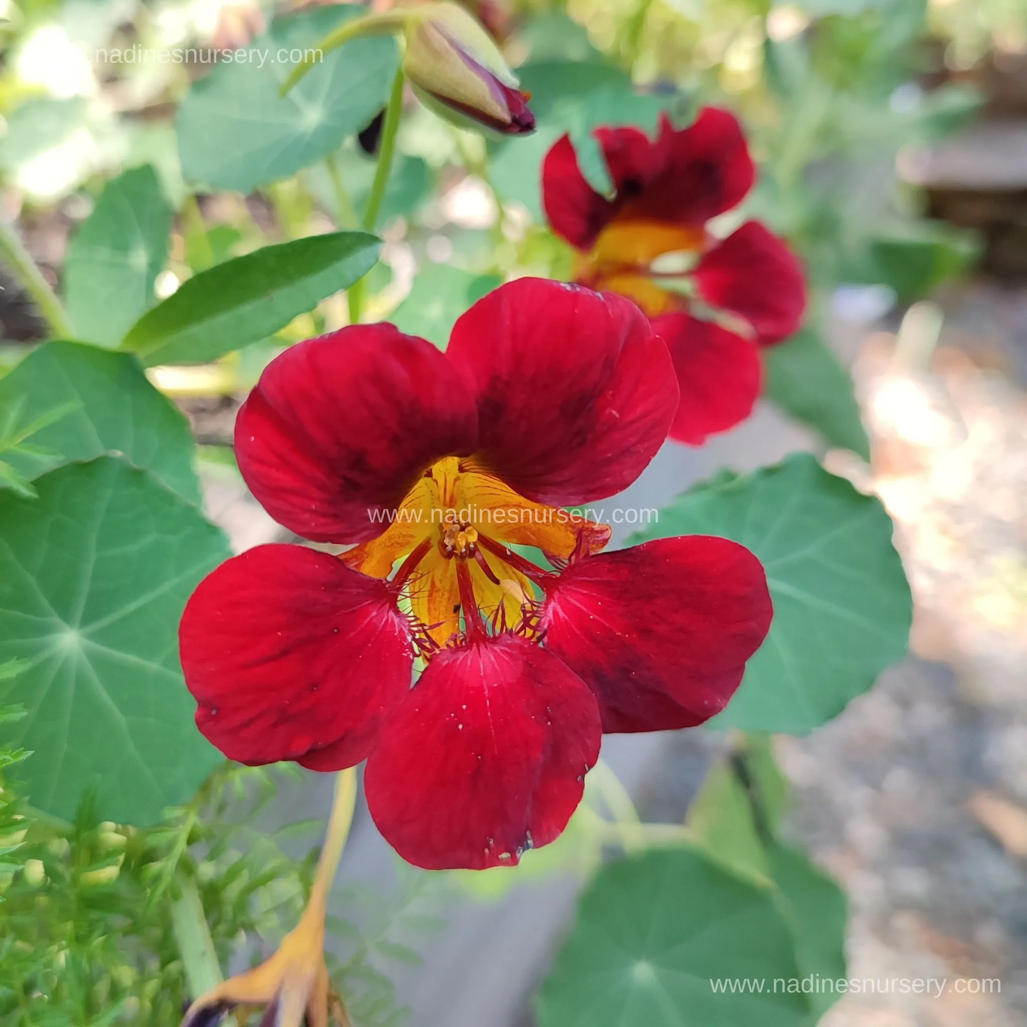 Nasturtium - Black Velvet (3.5