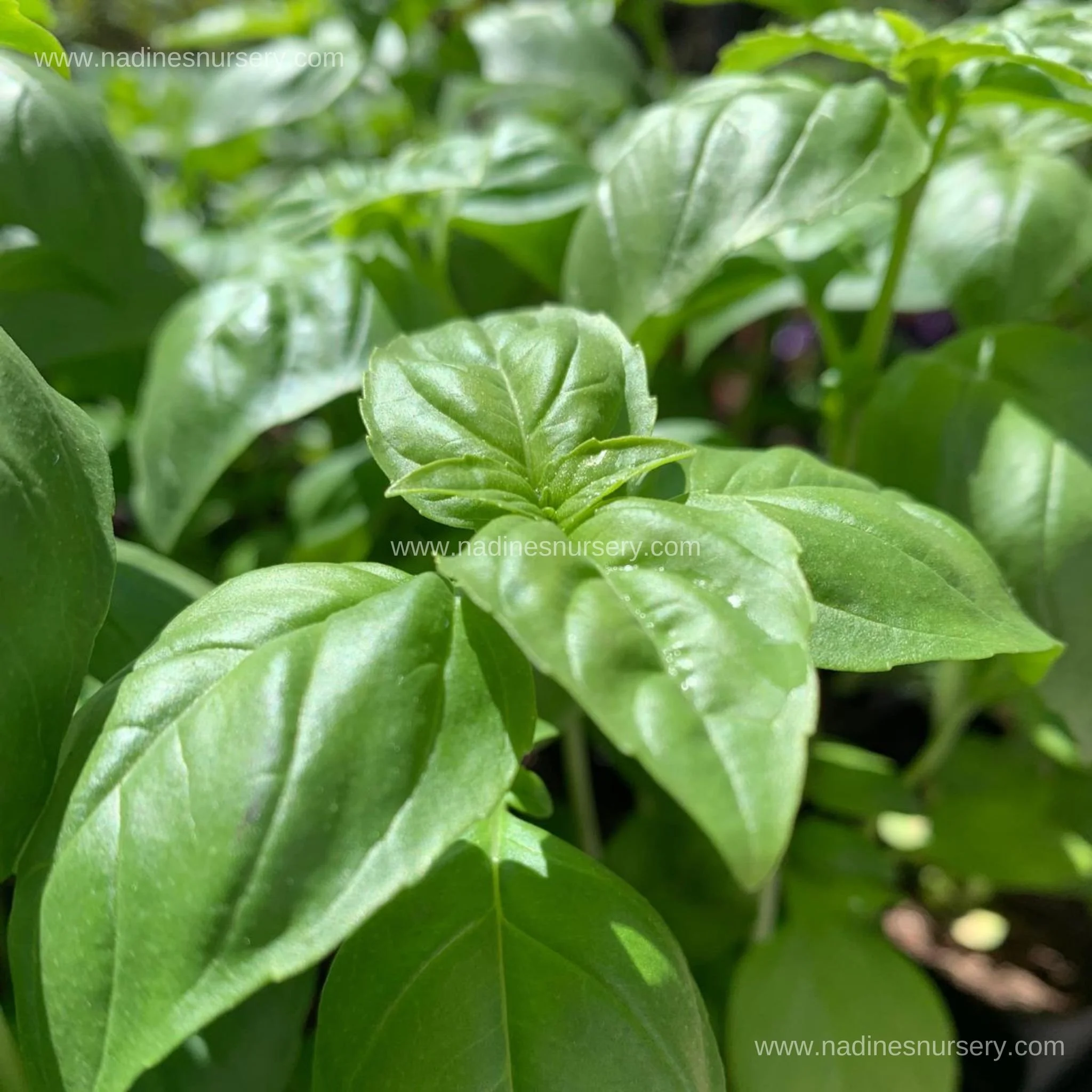 Basil - Genovese (3.5" pot)