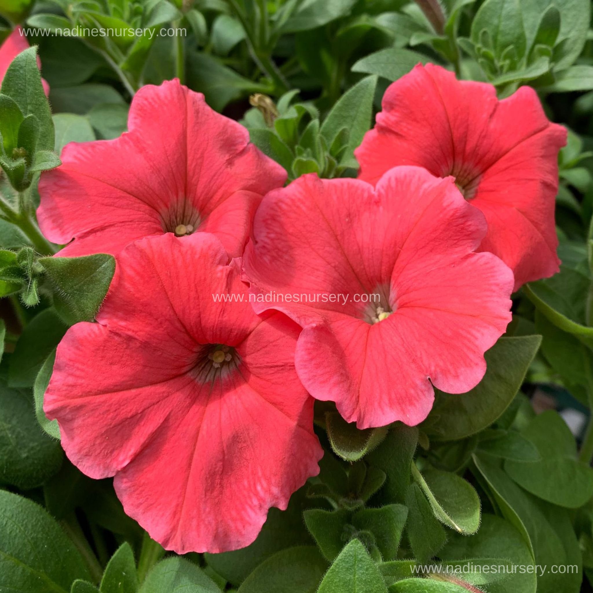 Petunia - Velvet Salmon Shades (5